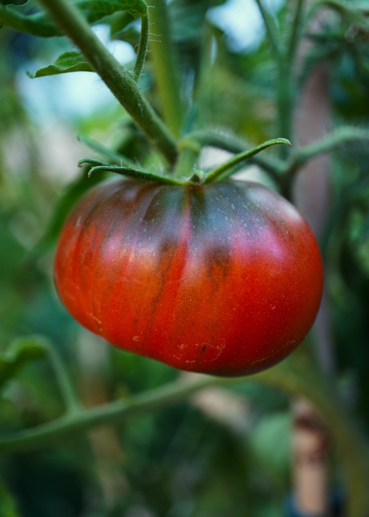 Black Sea Man - Tomatensamen