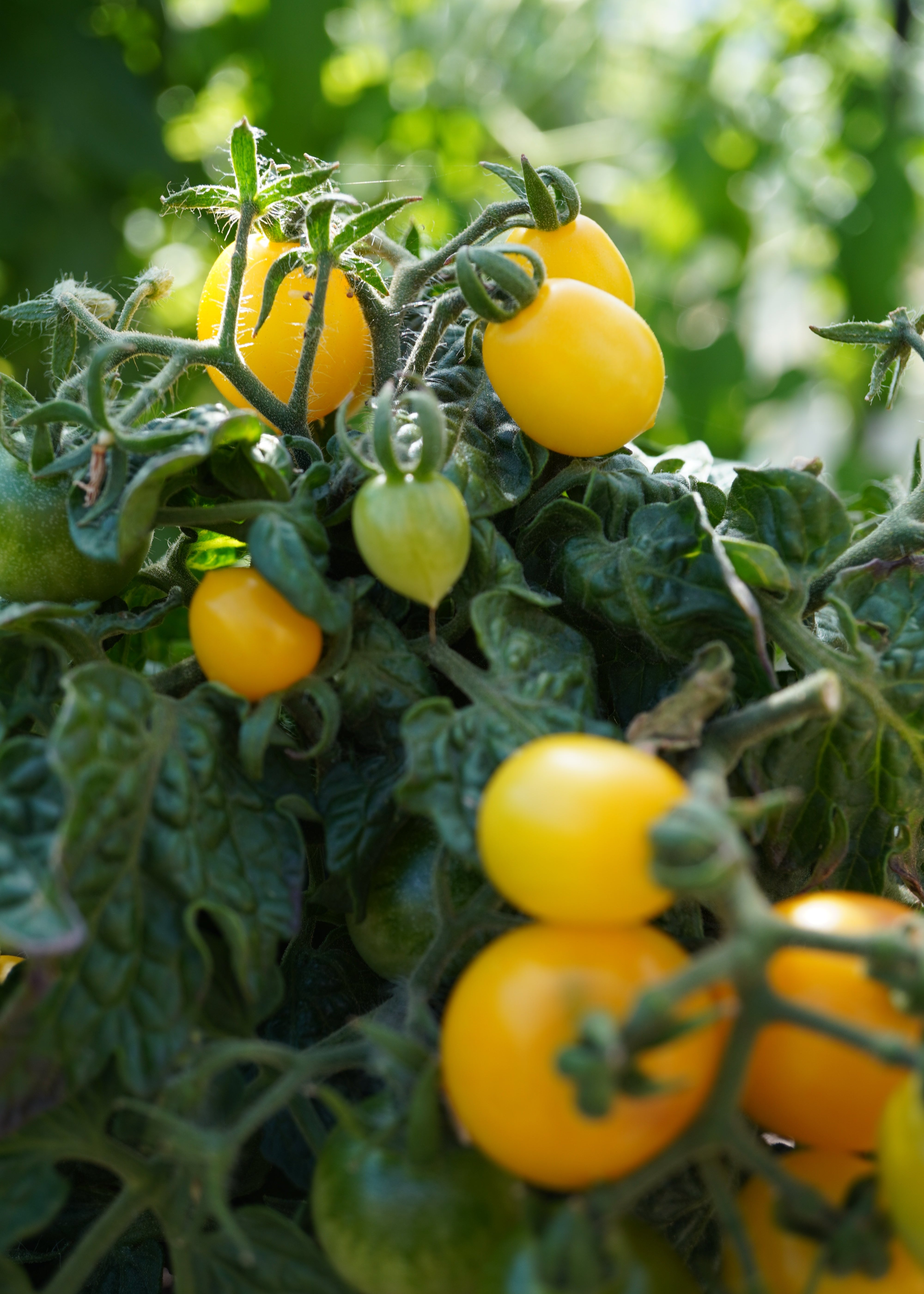 Balconi Yellow - Tomatensamen