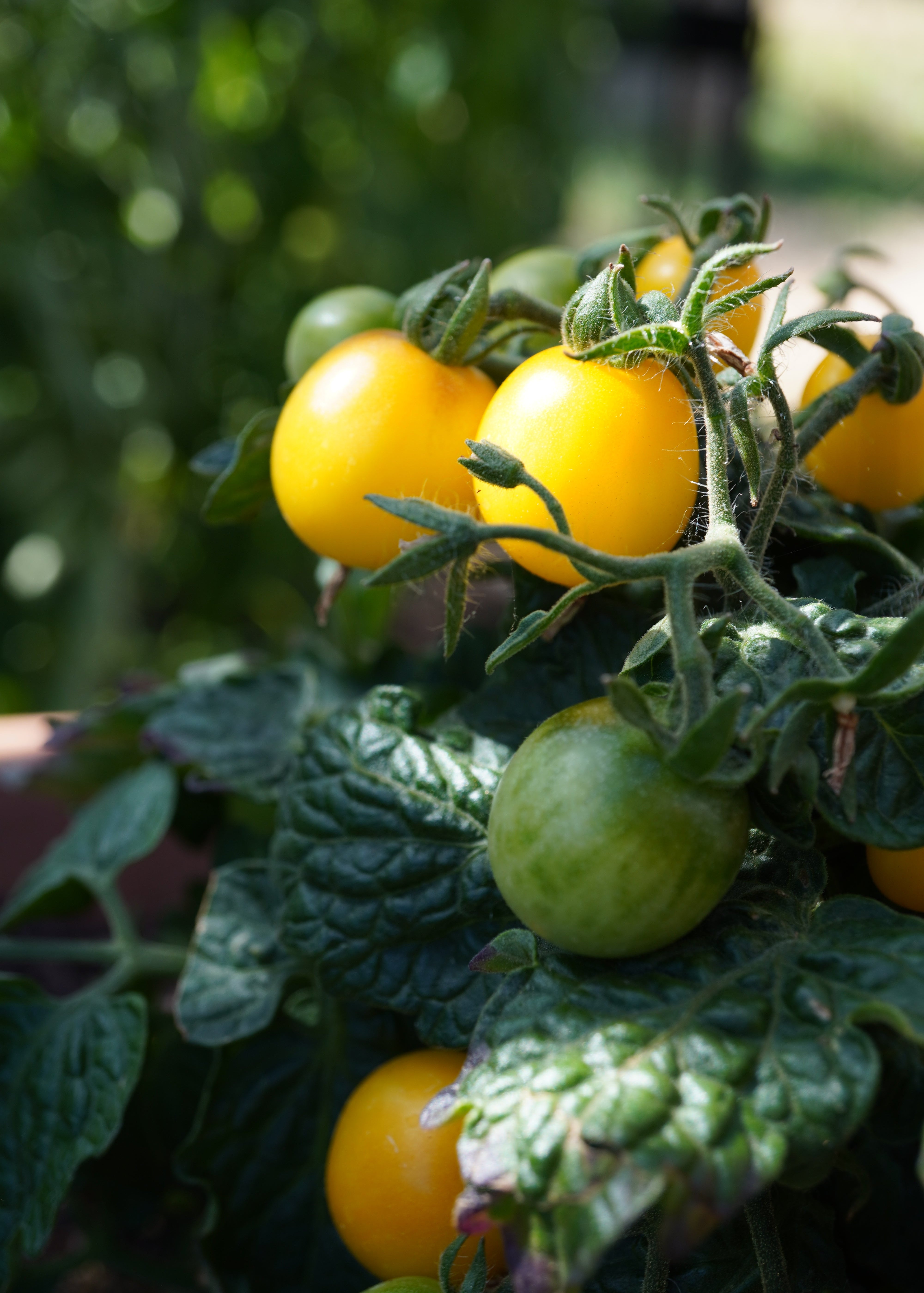 Balconi Yellow - Tomatensamen
