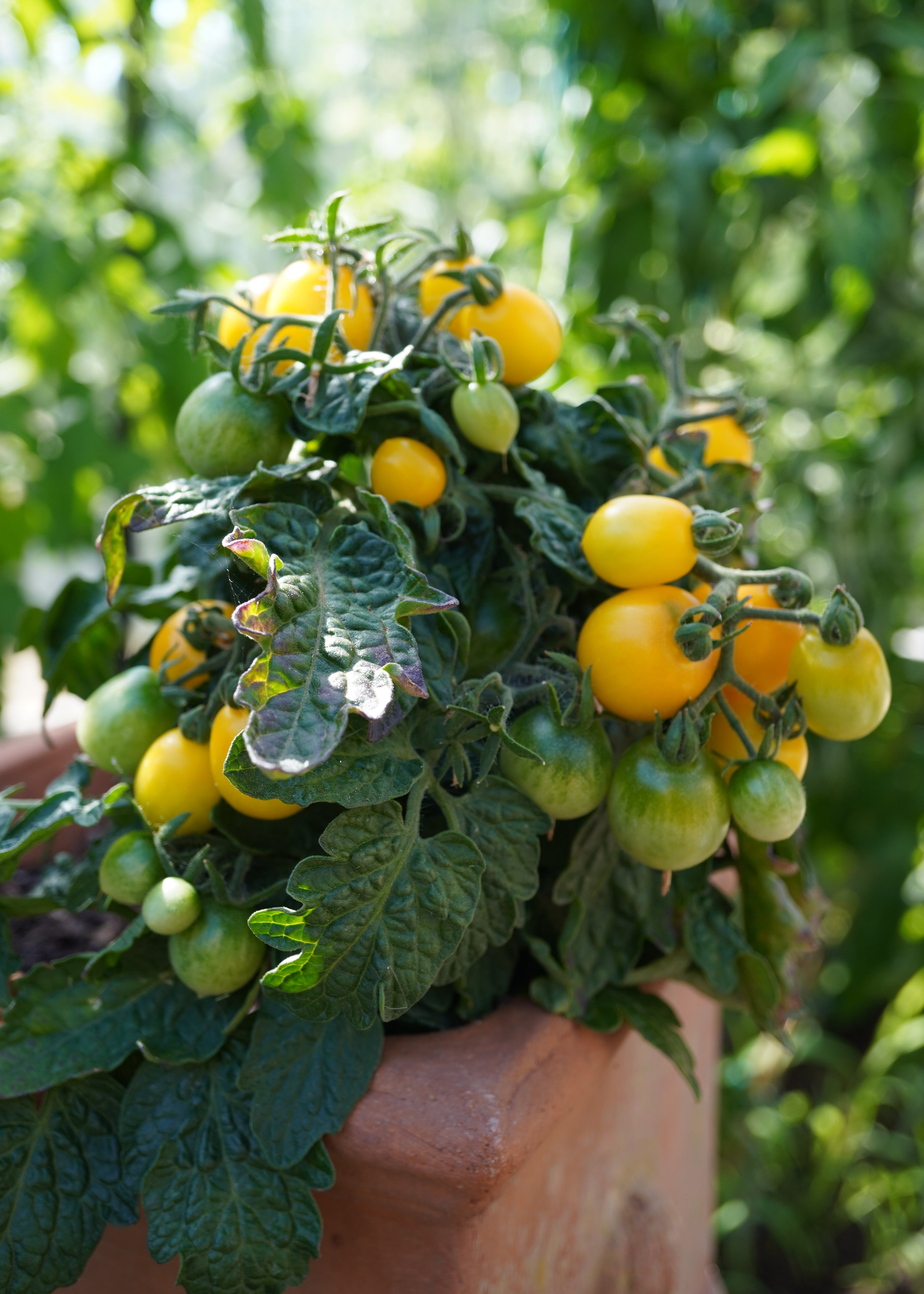 Balconi Yellow - Tomatensamen