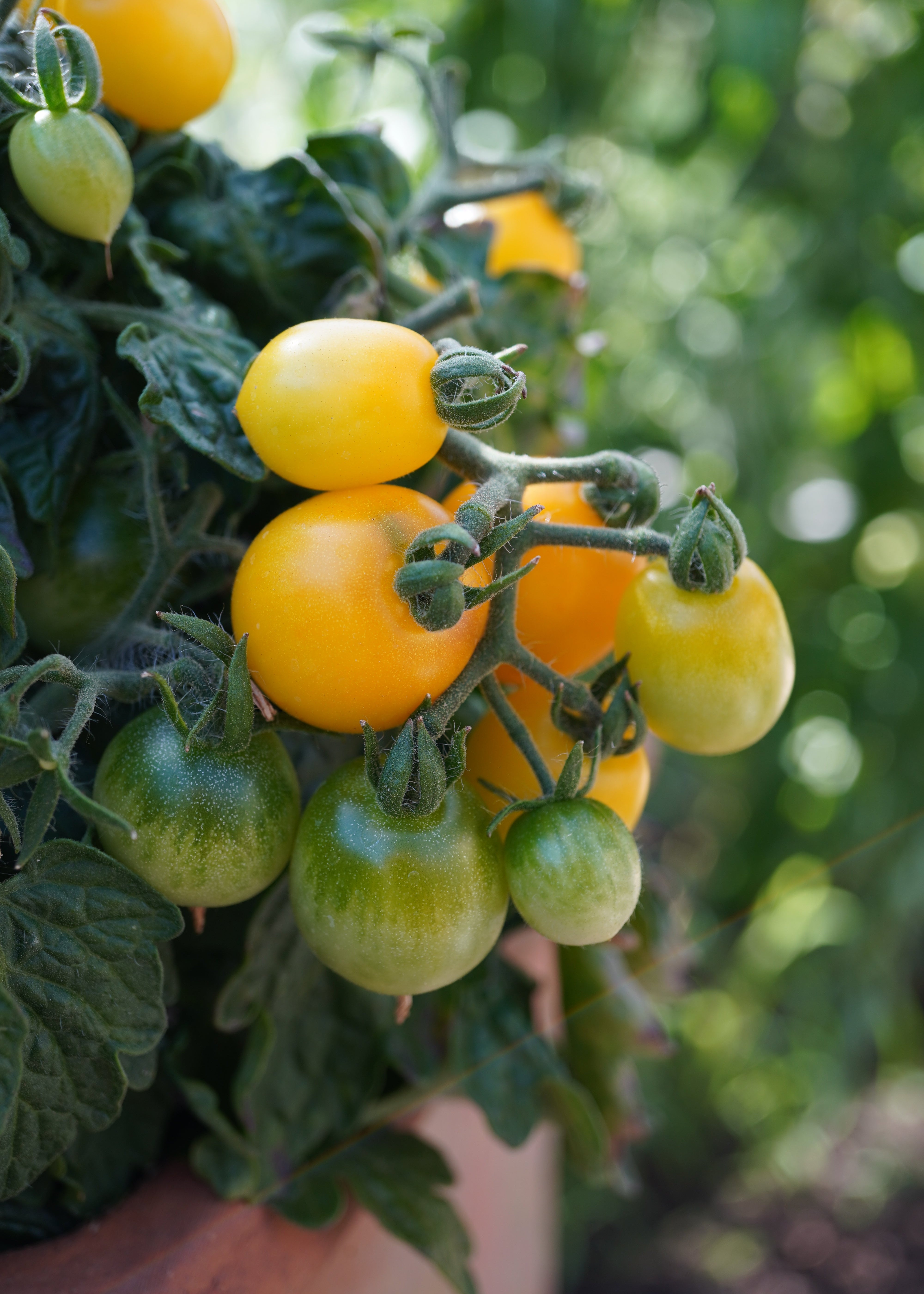 Balconi Yellow - Tomatensamen