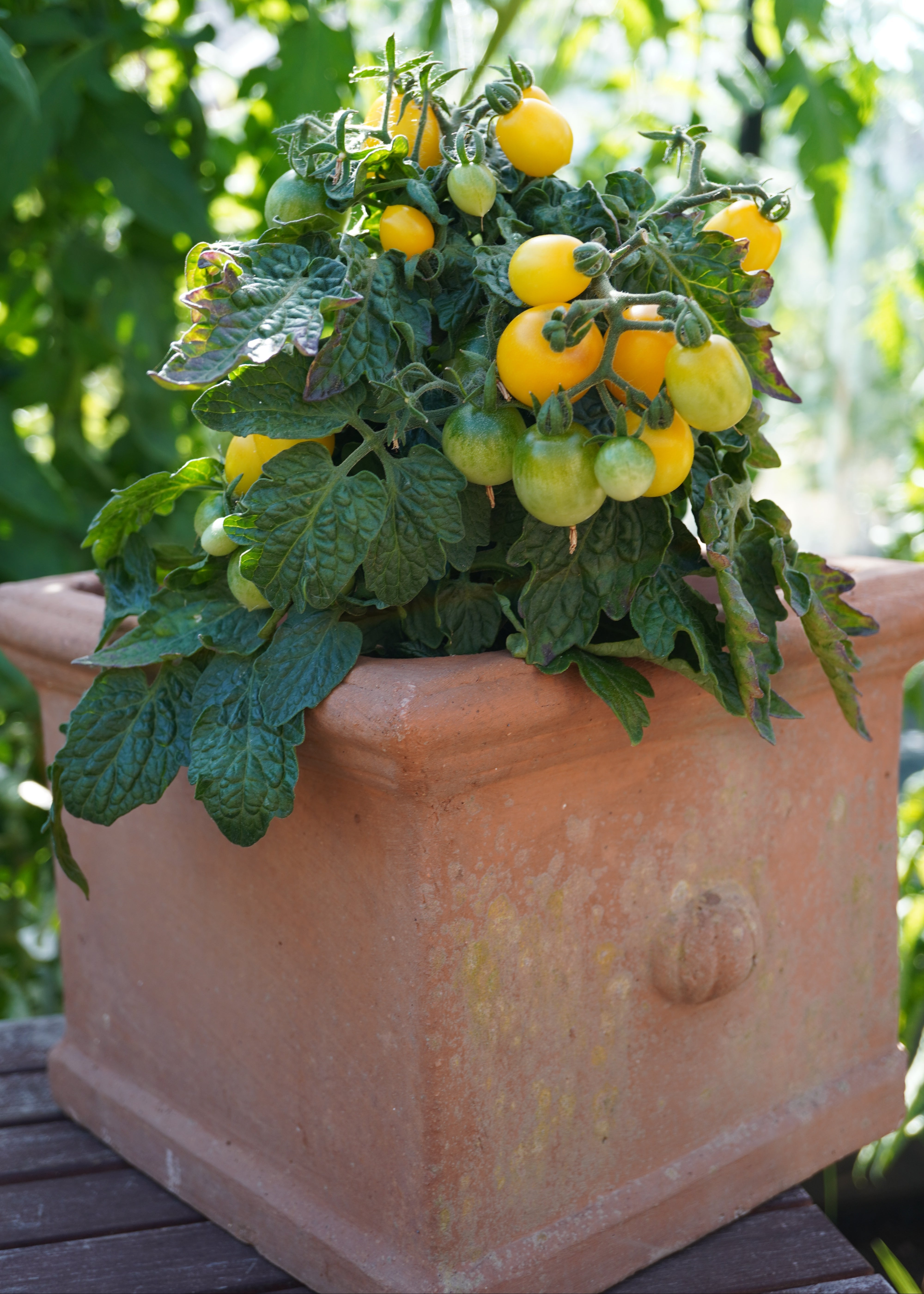 Balconi Yellow - Tomatensamen