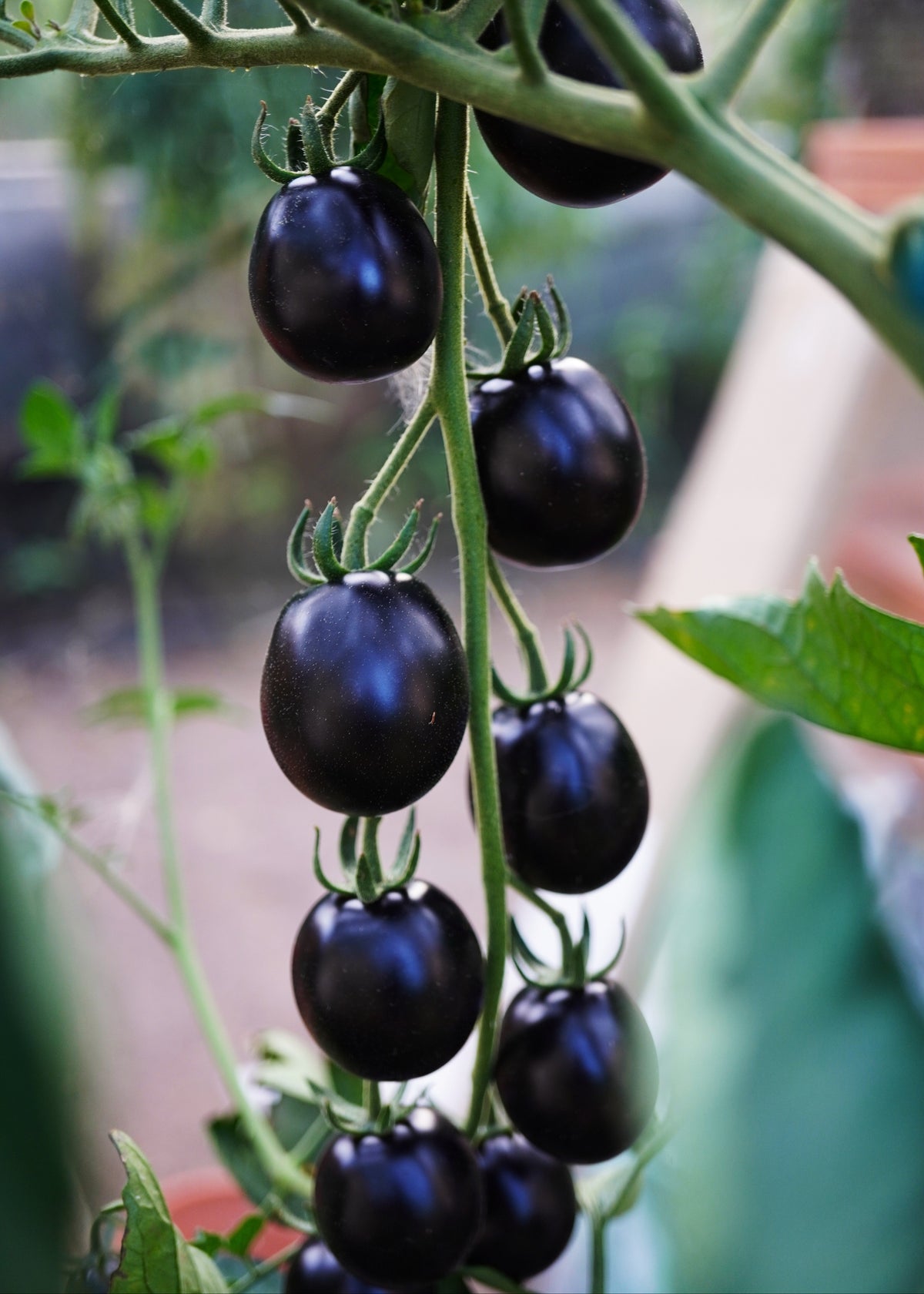 Mirado Black - Tomatensamen