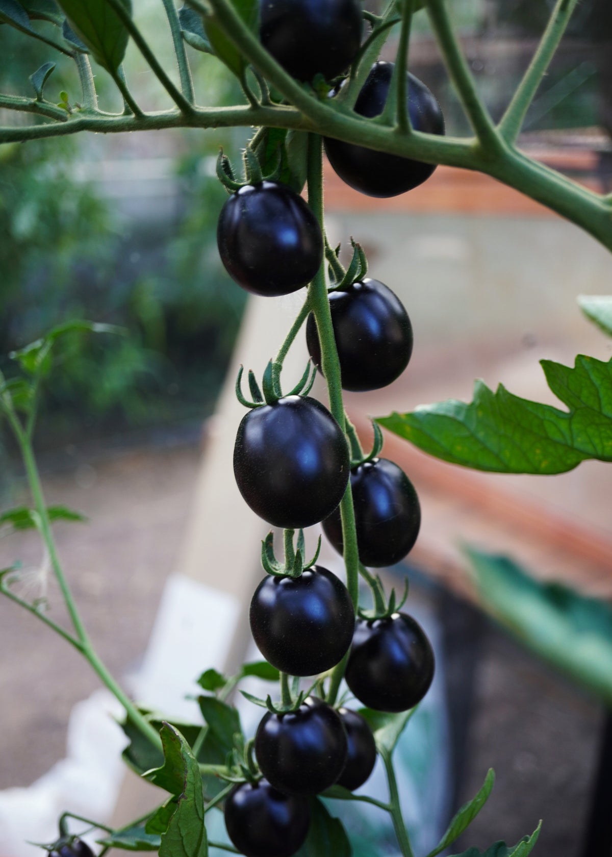 Mirado Black - Tomatensamen