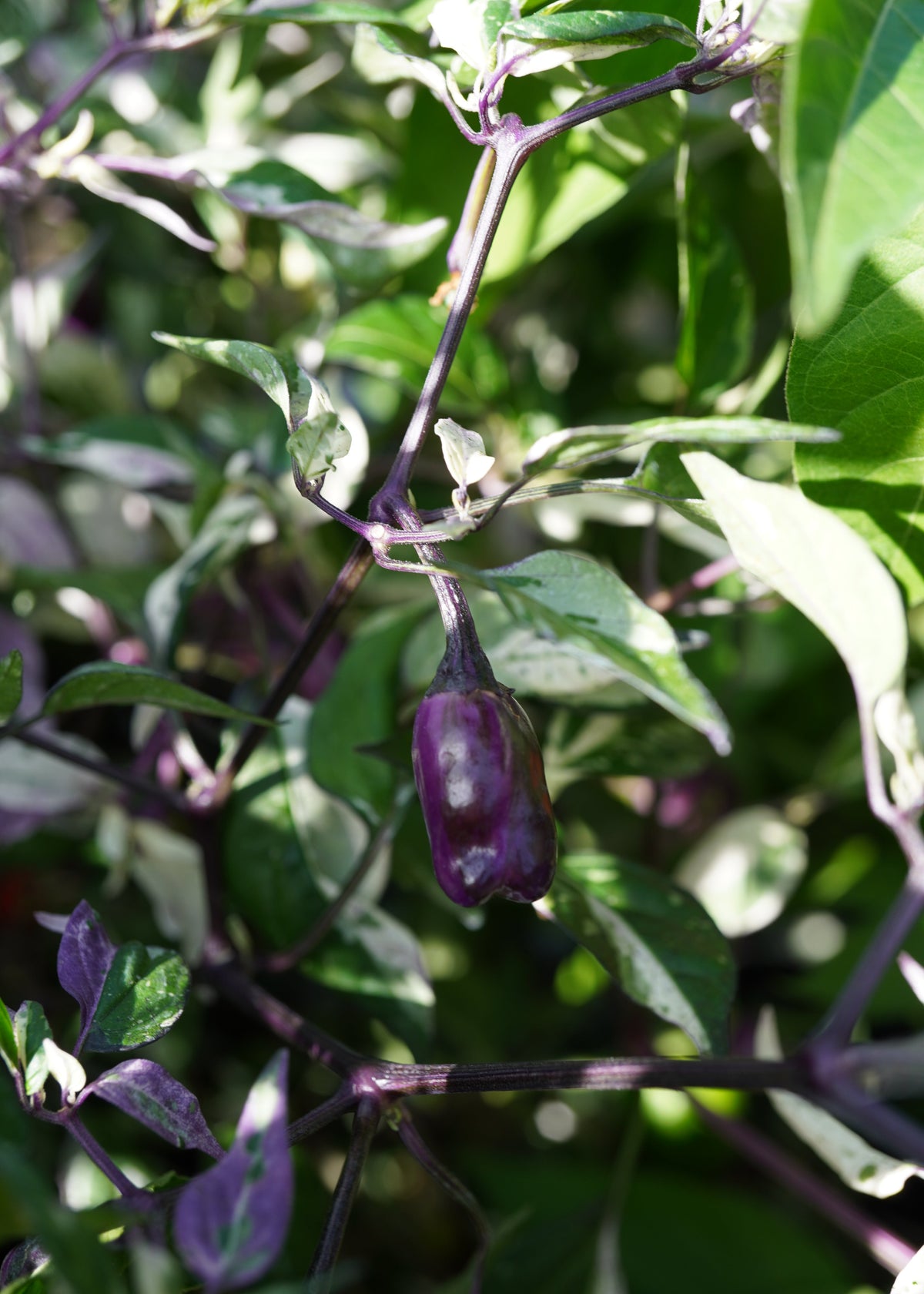 Scarlett Variegated - Chilisamen