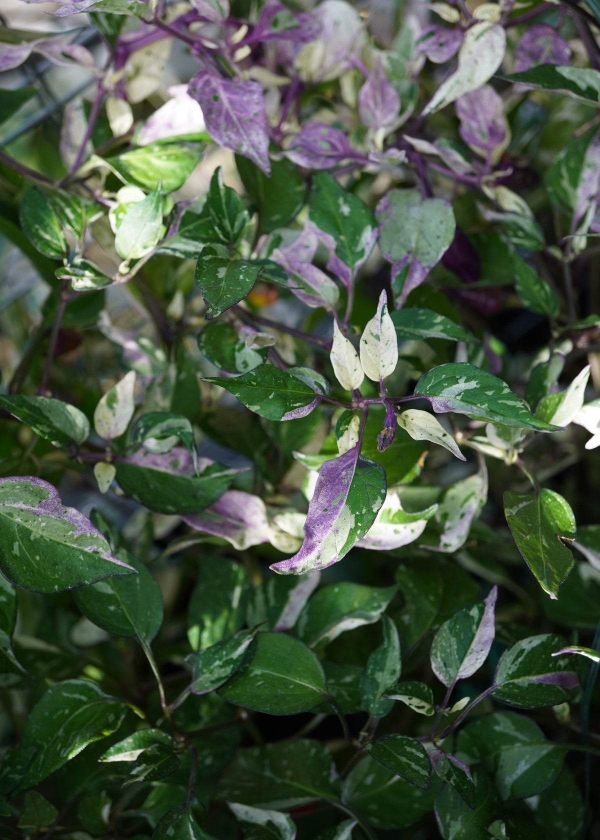Scarlett Variegated - Chilisamen