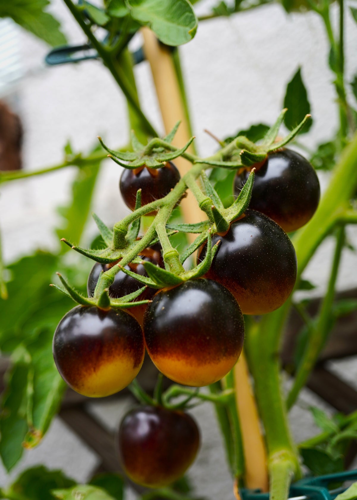 Bosque Blue Bumblebee - Tomatensamen