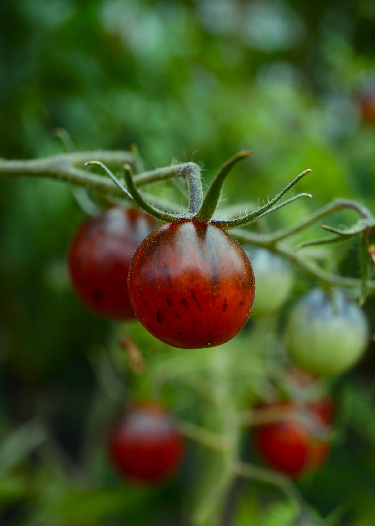 Purple Dragon - Tomatensamen