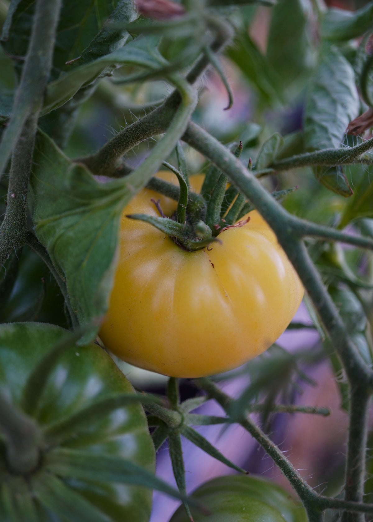 Great White - Tomatensamen