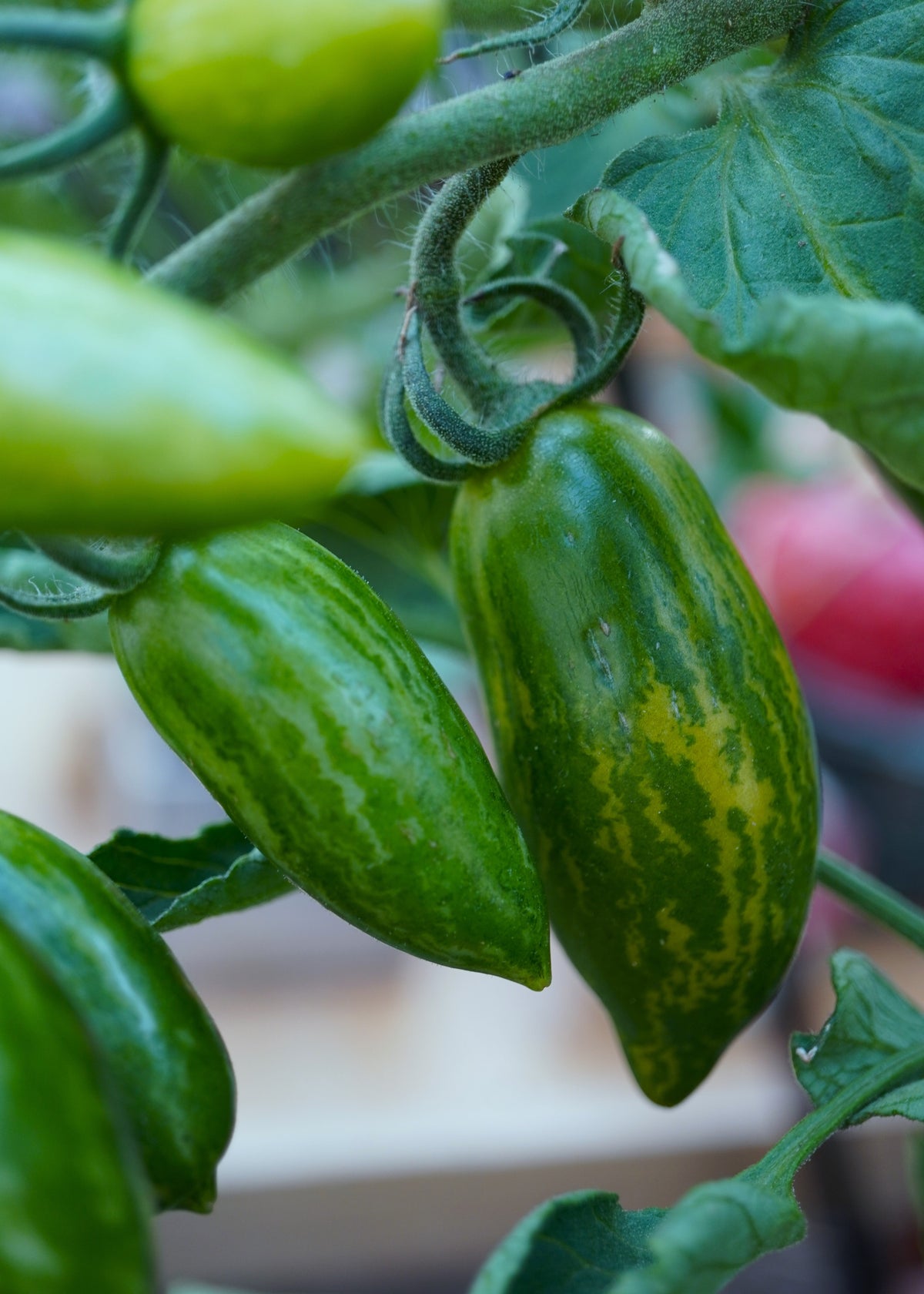 Green Sausage - Tomatensamen