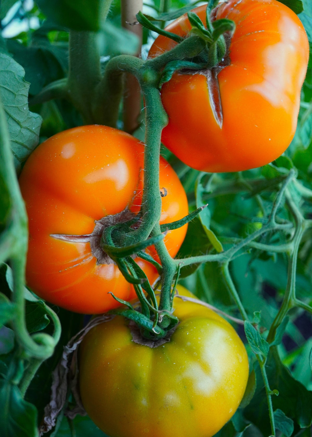 Kaiserin Sissi - Tomatensamen