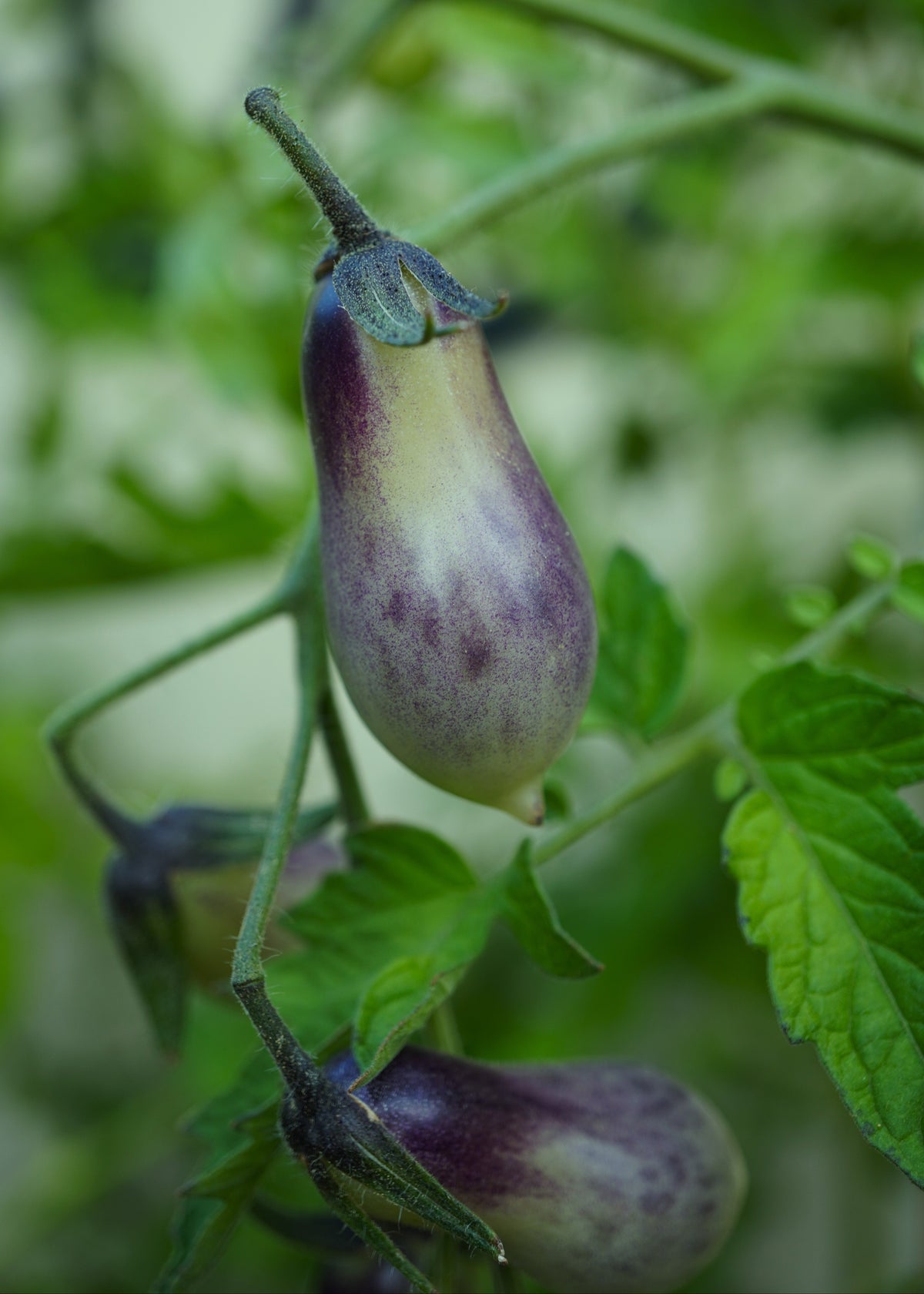 Märchenengel - Tomatensamen