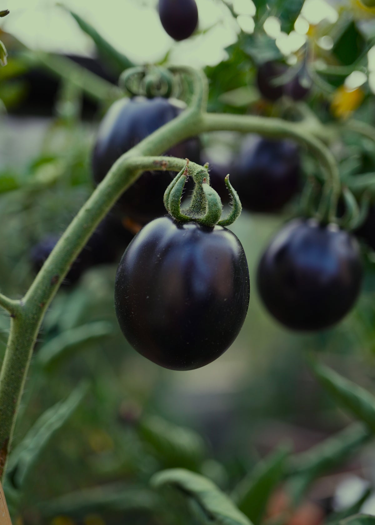 Mirado Black - Tomatensamen