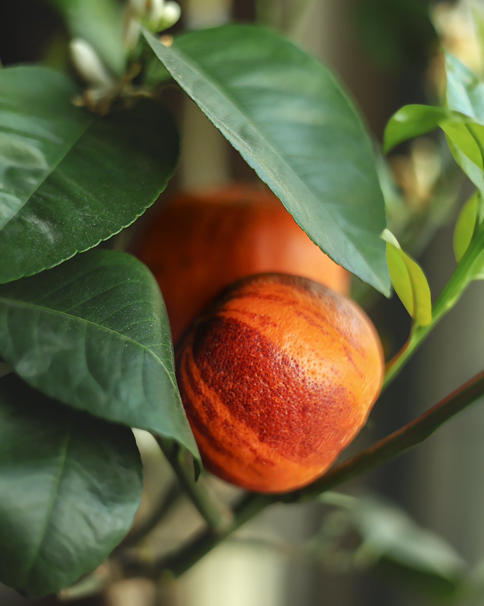 Regenbogen-Orange - Orangensamen