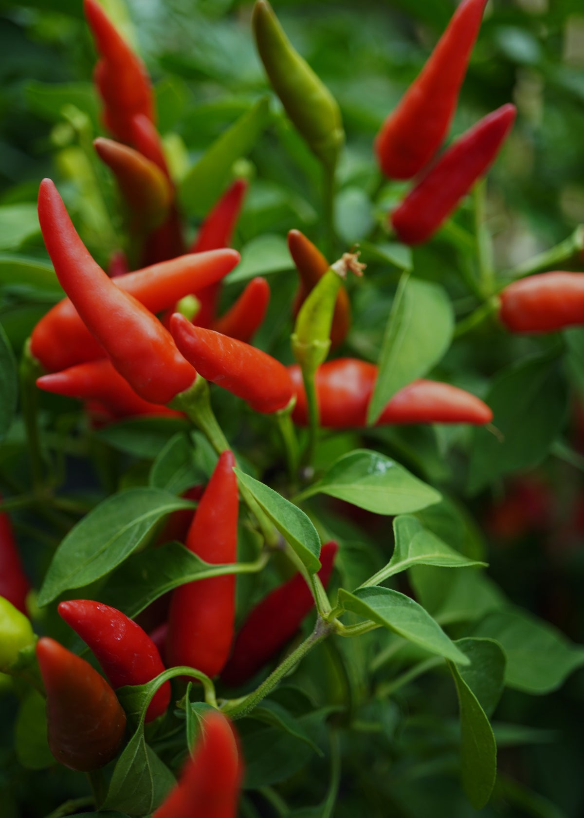 Pili Pili - Chilisamen