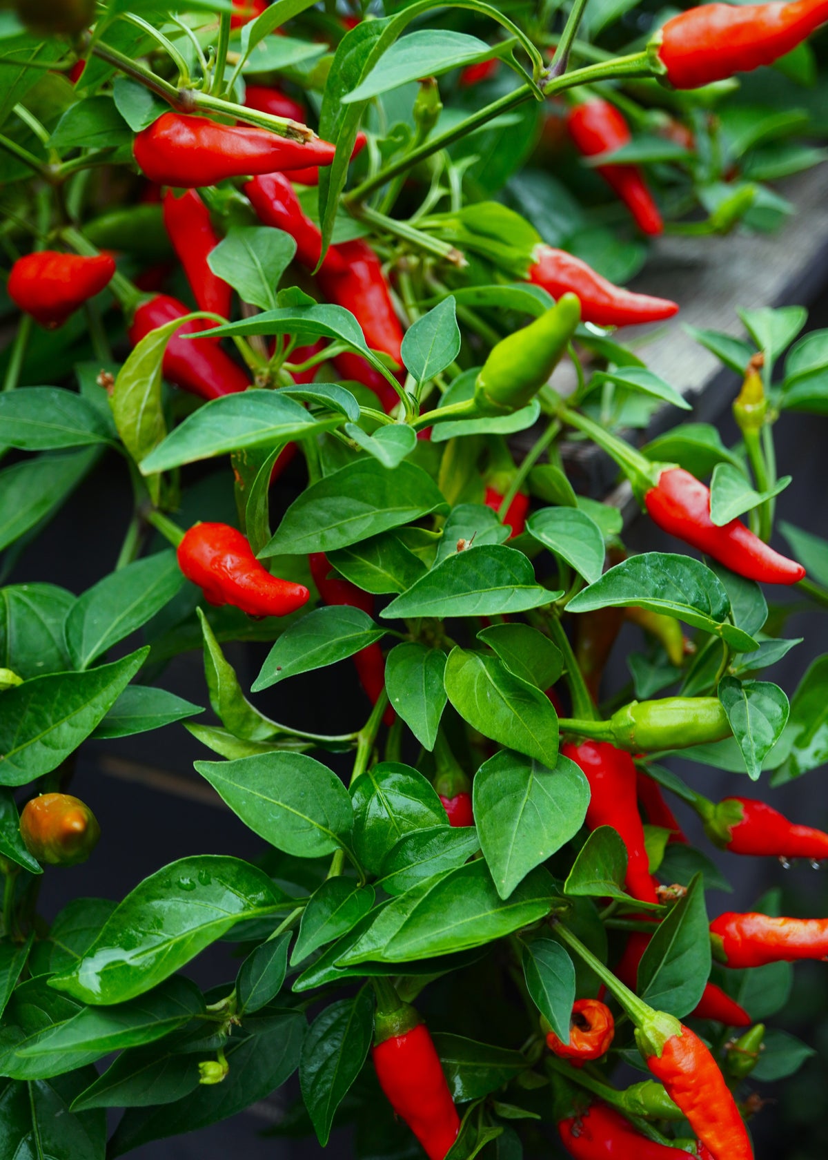 Pili Pili - Chilisamen