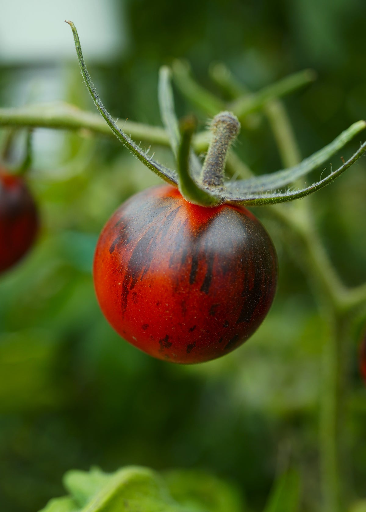 Purple Dragon - Tomatensamen