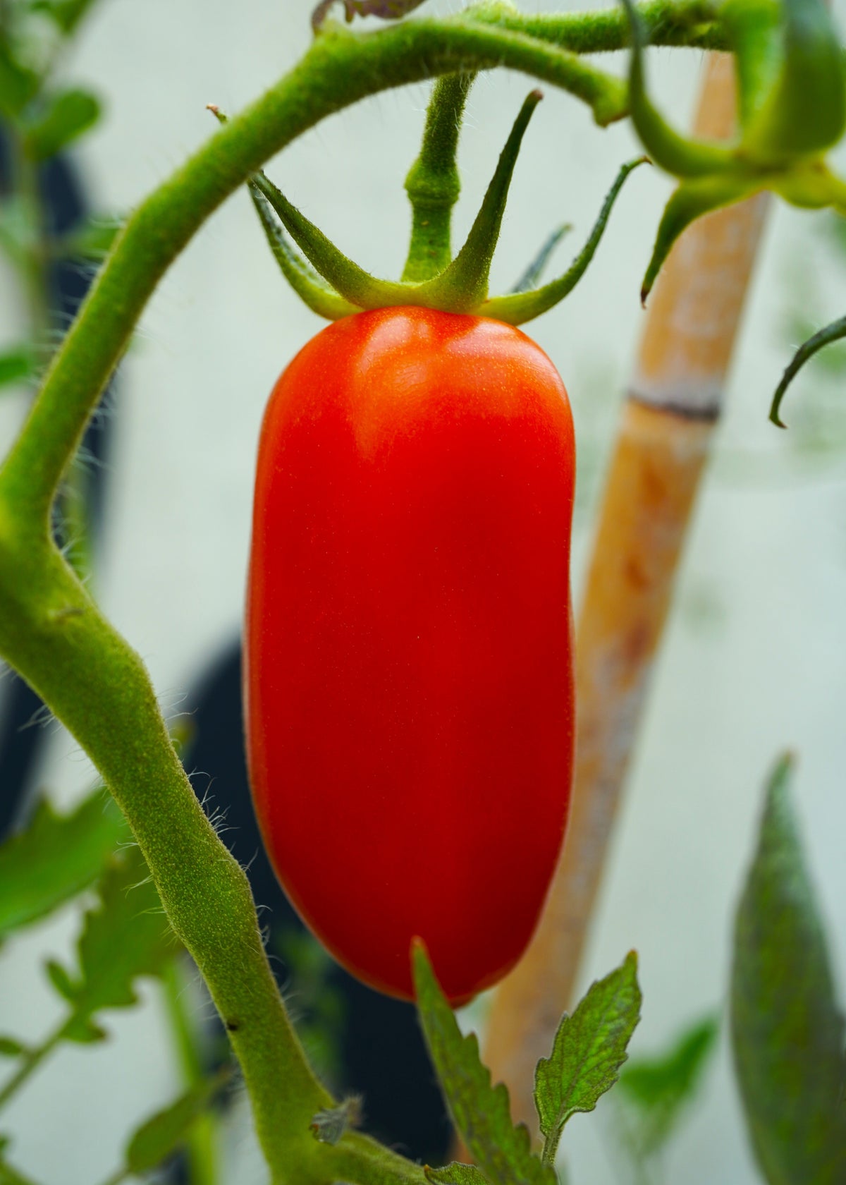 San Marzano - Tomatensamen