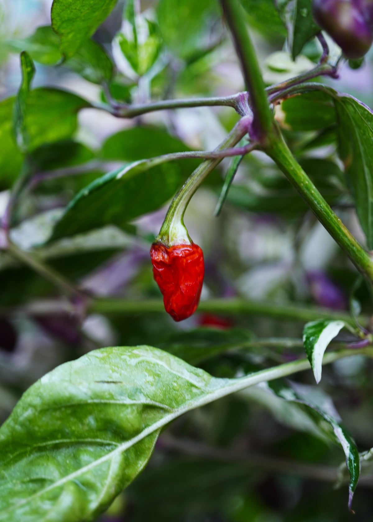 Scarlett Variegated - Chilisamen