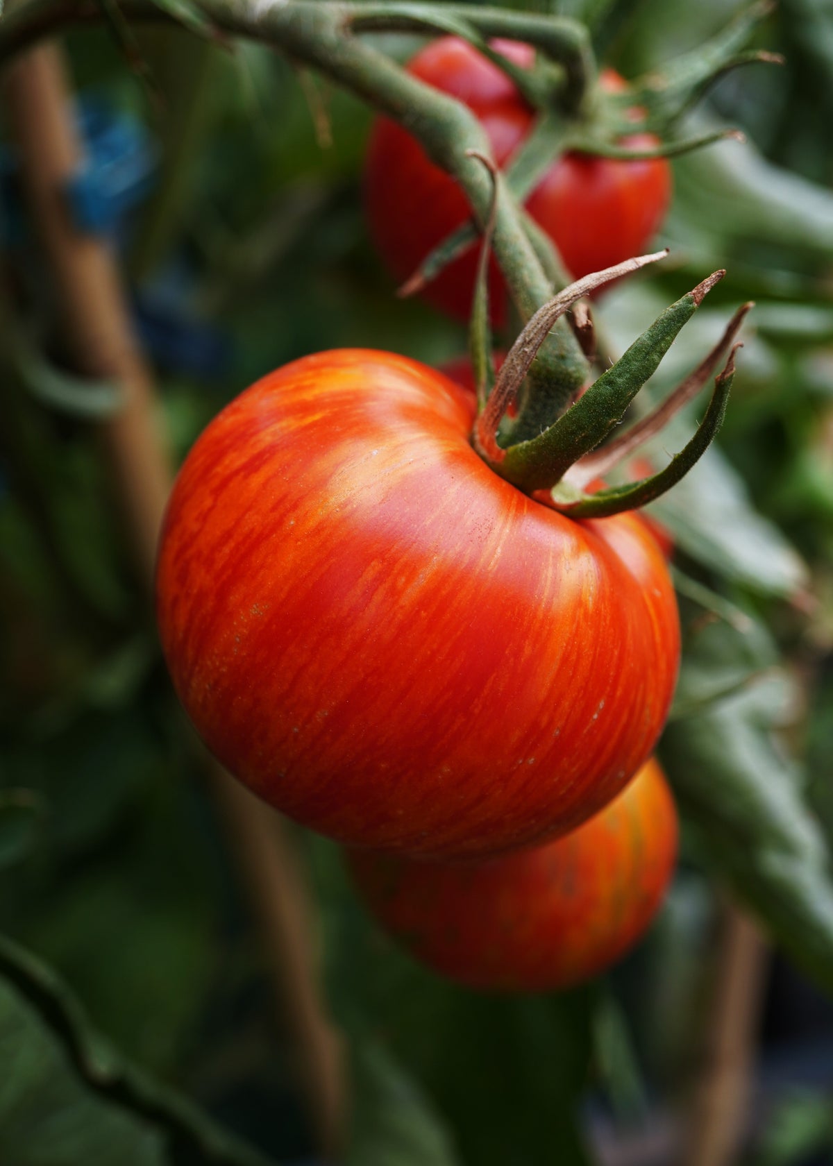 Tigerella - Tomatensamen