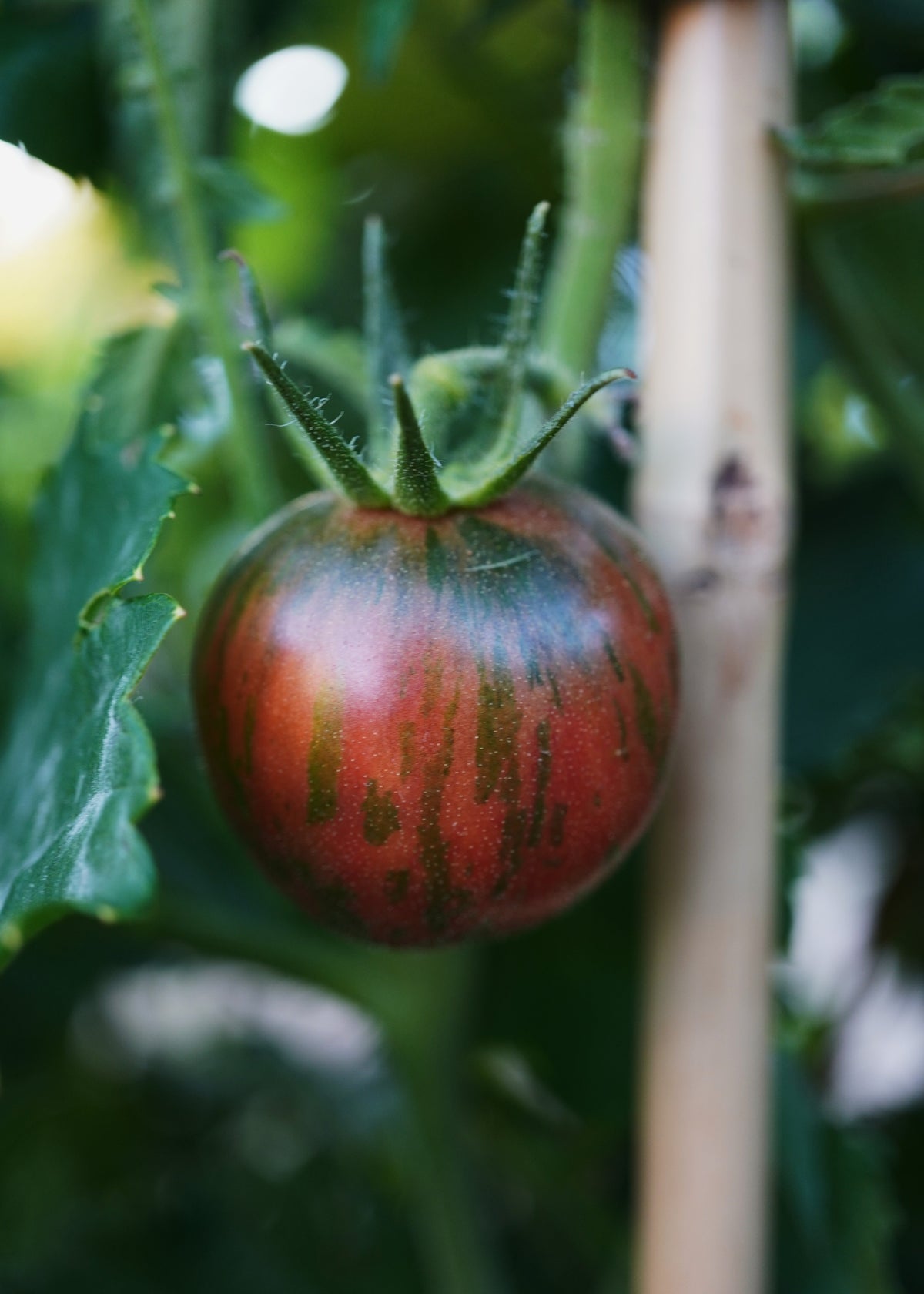 Violet Jasper - Tomatensamen