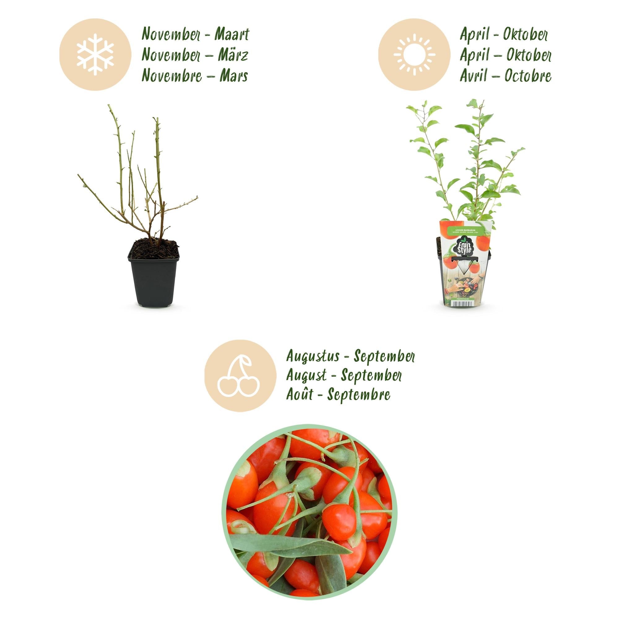 Goji-Beere Lycium barbarum winterhart 3 Pflanzen Ø9cm Höhe 30cm – Rote orange Beerenpflanze für Garten Beet Balkon & Terrasse