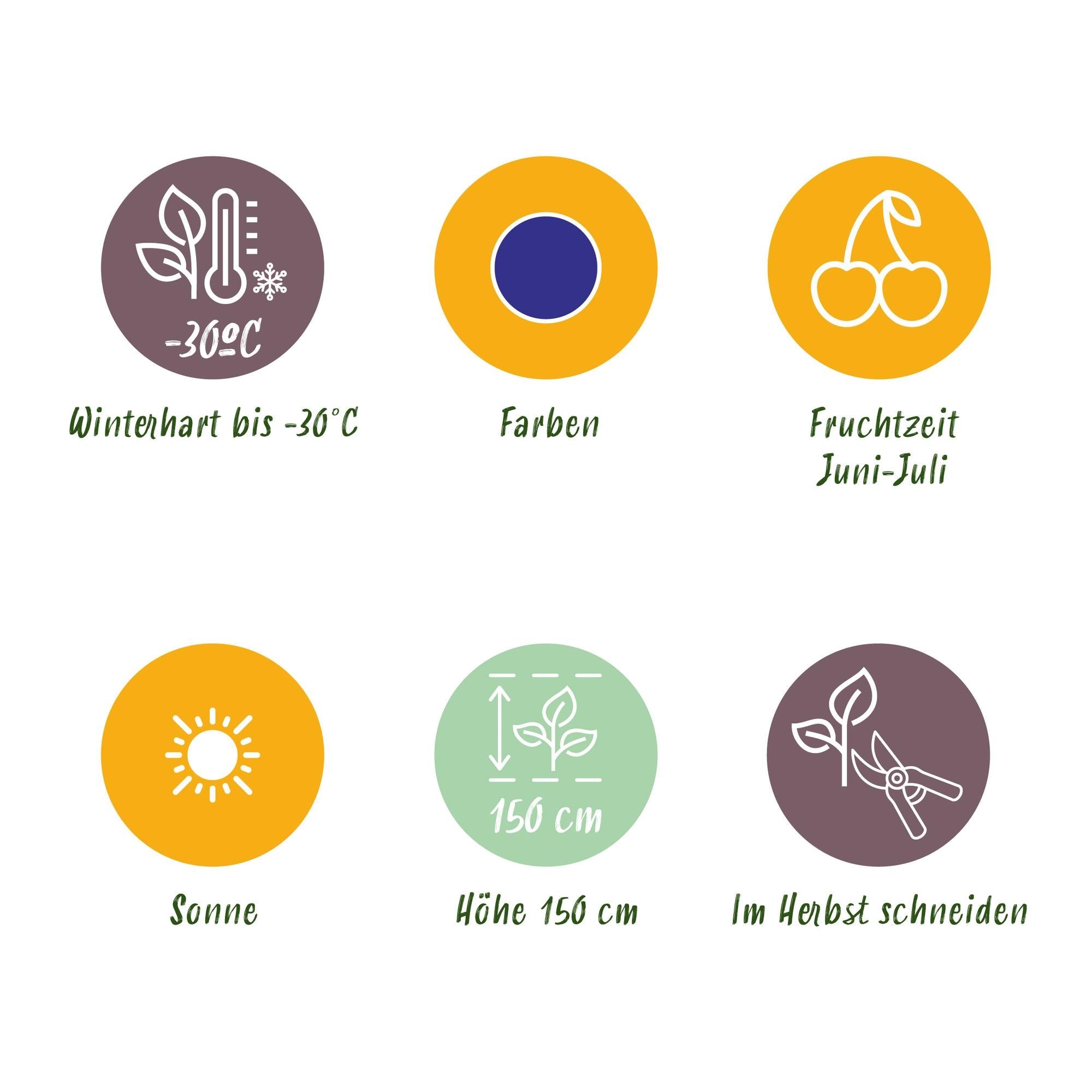 Honigbeere Lonicera caerulea Kamtschatica winterhart 3 Pflanzen Ø9cm – Blaue Beerenpflanze für Garten Beet Balkon & Terrasse