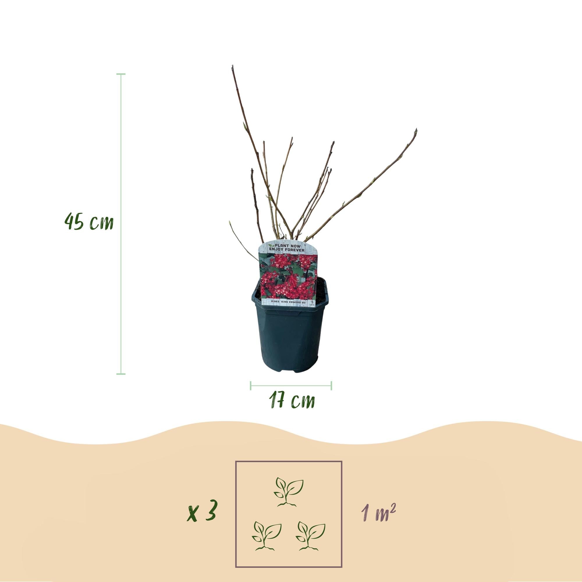 Blutjohannisbeere Ribes sanguineum 'Kind Edward' – Rosa Blüte – Bienenfreundlich – Frühjahrsblüher – Pflegeleicht – Ø17 cm – Höhe ca. 45 cm