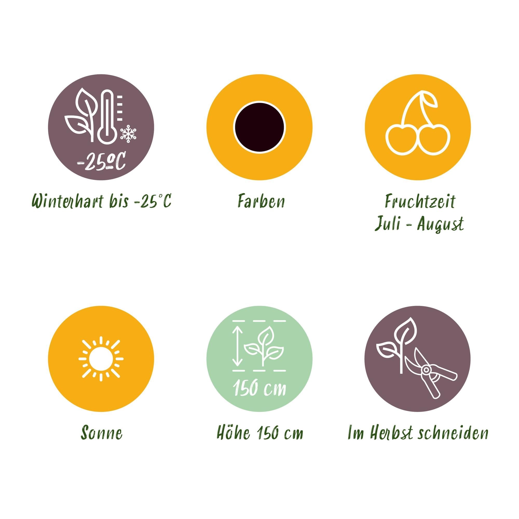 Jostabeere Ribes Jostabes winterhart 6 Pflanzen Ø9cm Höhe 30cm – Kreuzung aus Schwarzer Johannisbeere & Stachelbeere für Garten & Balkon