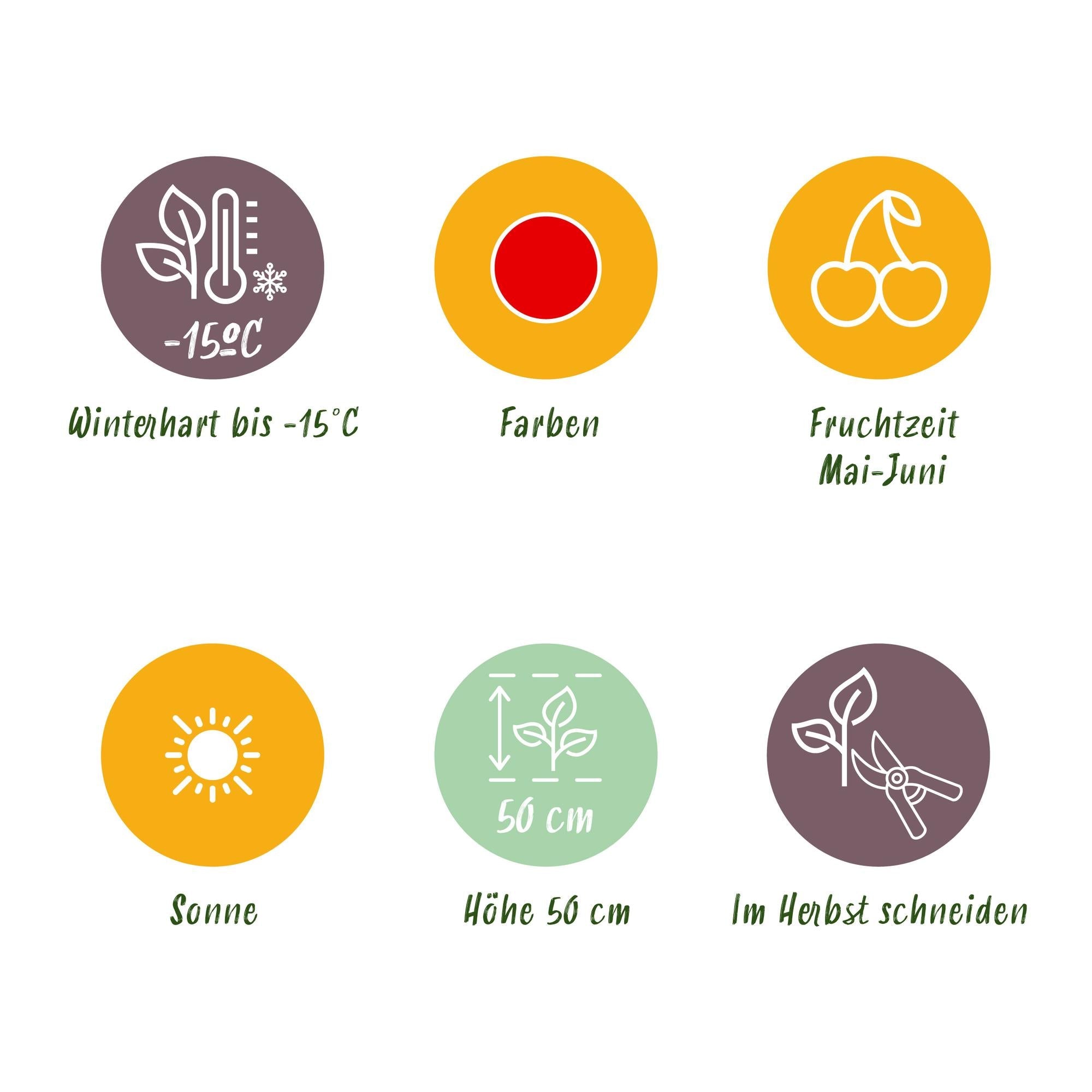 Erdbeere Fragaria Elvira winterhart 3 Pflanzen Höhe 30cm Ø9cm – Rote Erdbeere für Beet Balkon & Topf – Pflegeleichte Obstpflanze mit hohem Ertrag