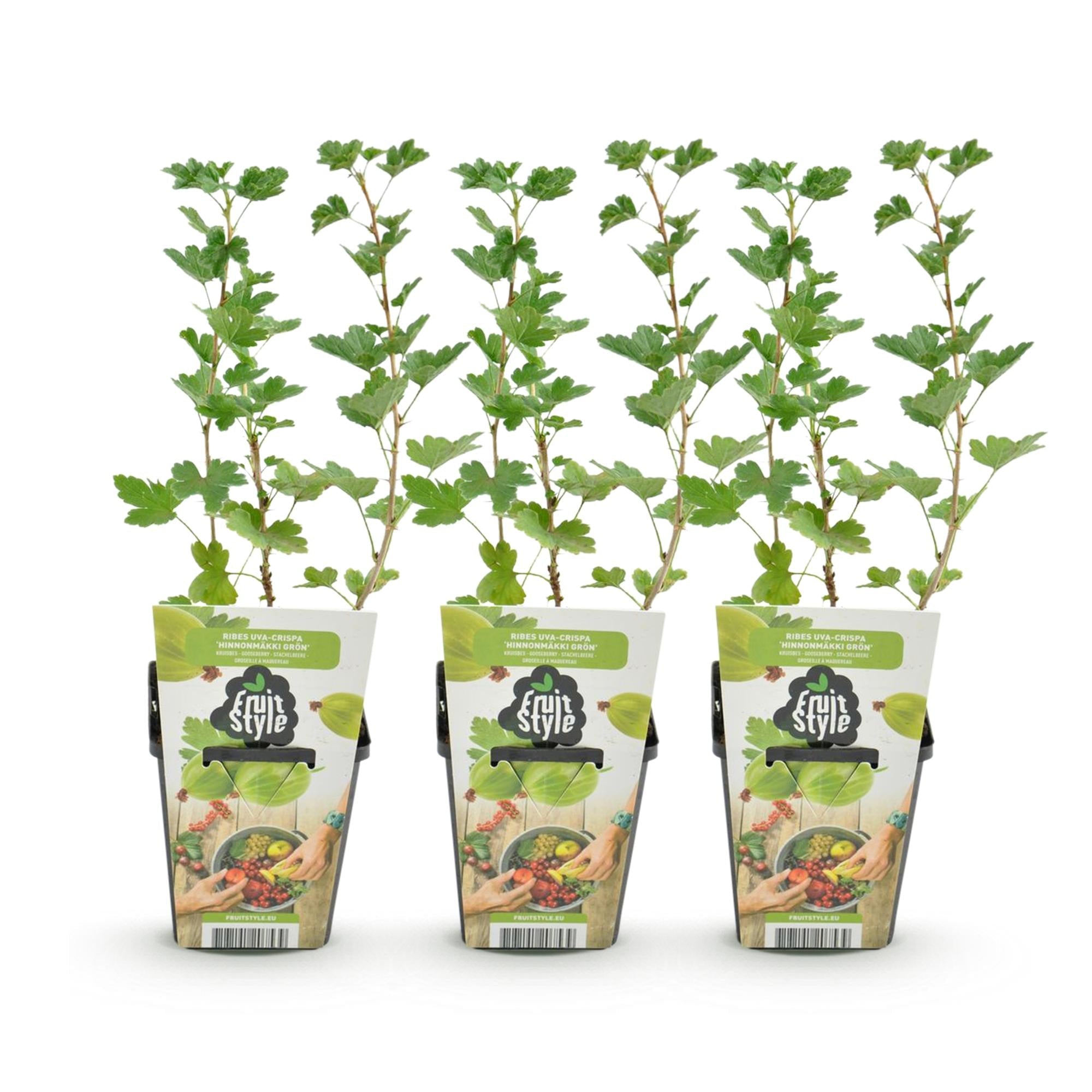 Grüne Stachelbeere Ribes uva-crispa Hinnonmaki Grün winterhart 3 Pflanzen Höhe 30cm Ø9cm – für Garten Beet Balkon & Terrasse
