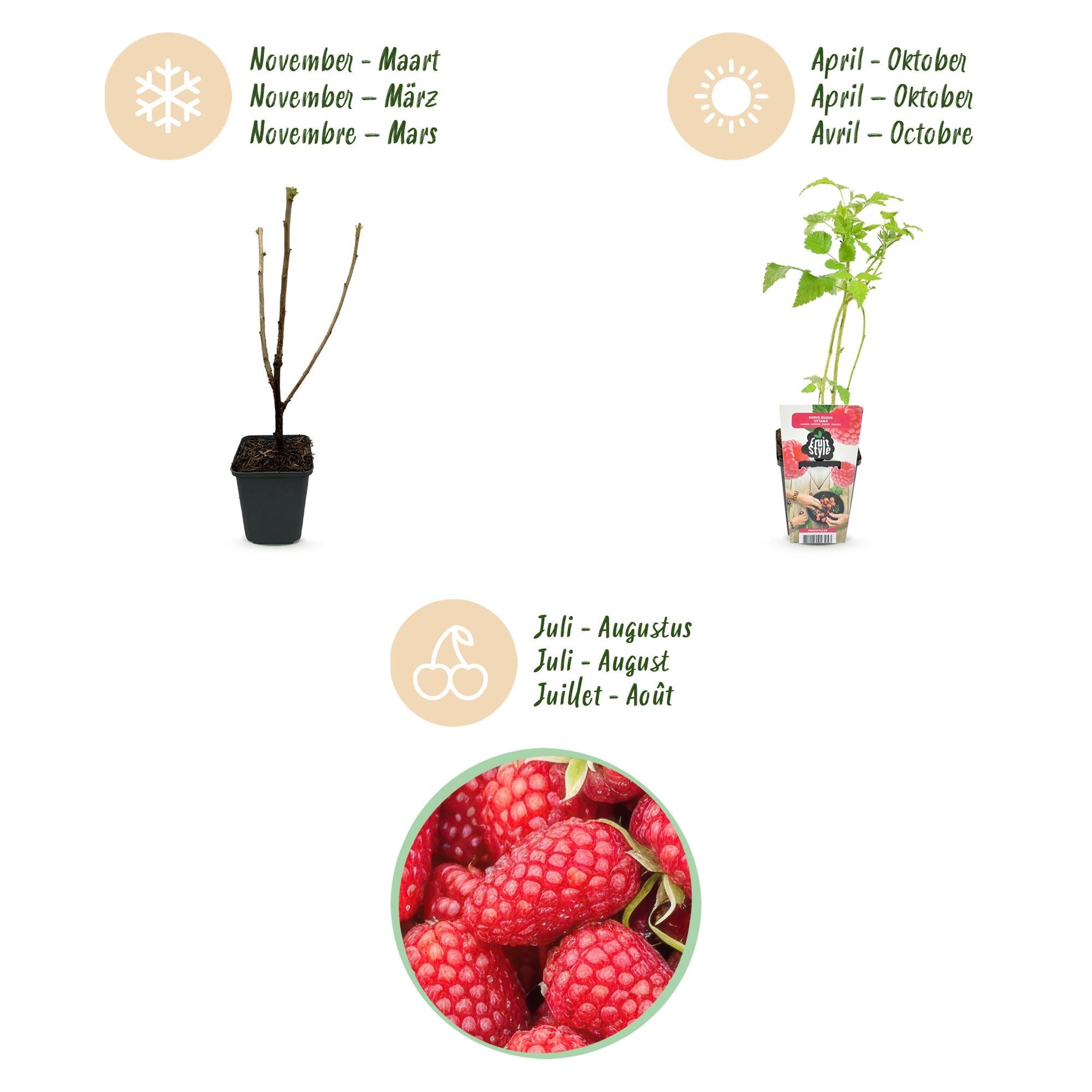 Himbeere Rubus idaeus Heritage winterhart 3 Pflanzen Ø9cm Höhe 30cm – Rote Himbeere für Garten Beet Balkon & Terrasse – Ertragreiche Obstpflanze