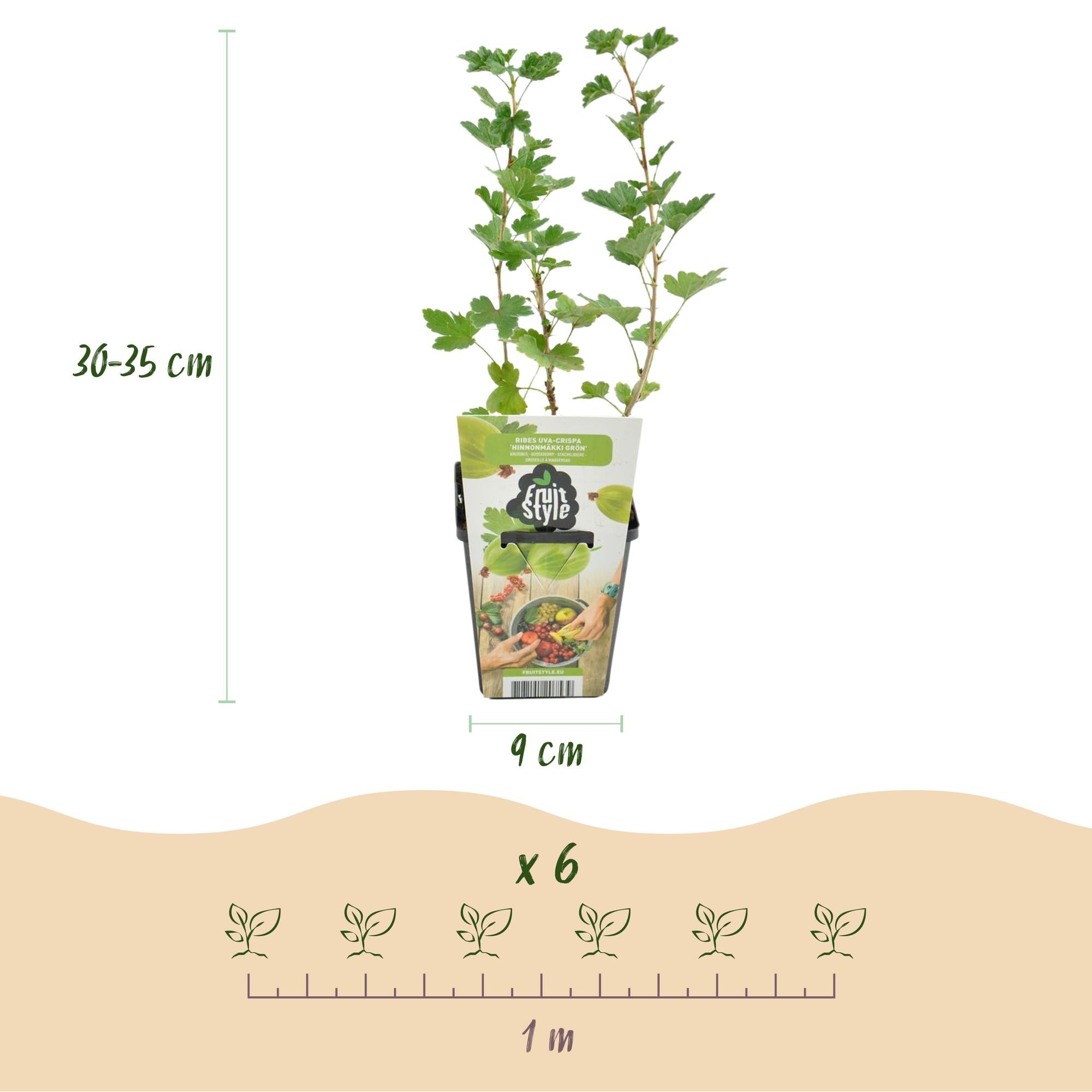 Grüne Stachelbeere Ribes uva-crispa Hinnonmaki Grün winterhart 3 Pflanzen Höhe 30cm Ø9cm – für Garten Beet Balkon & Terrasse
