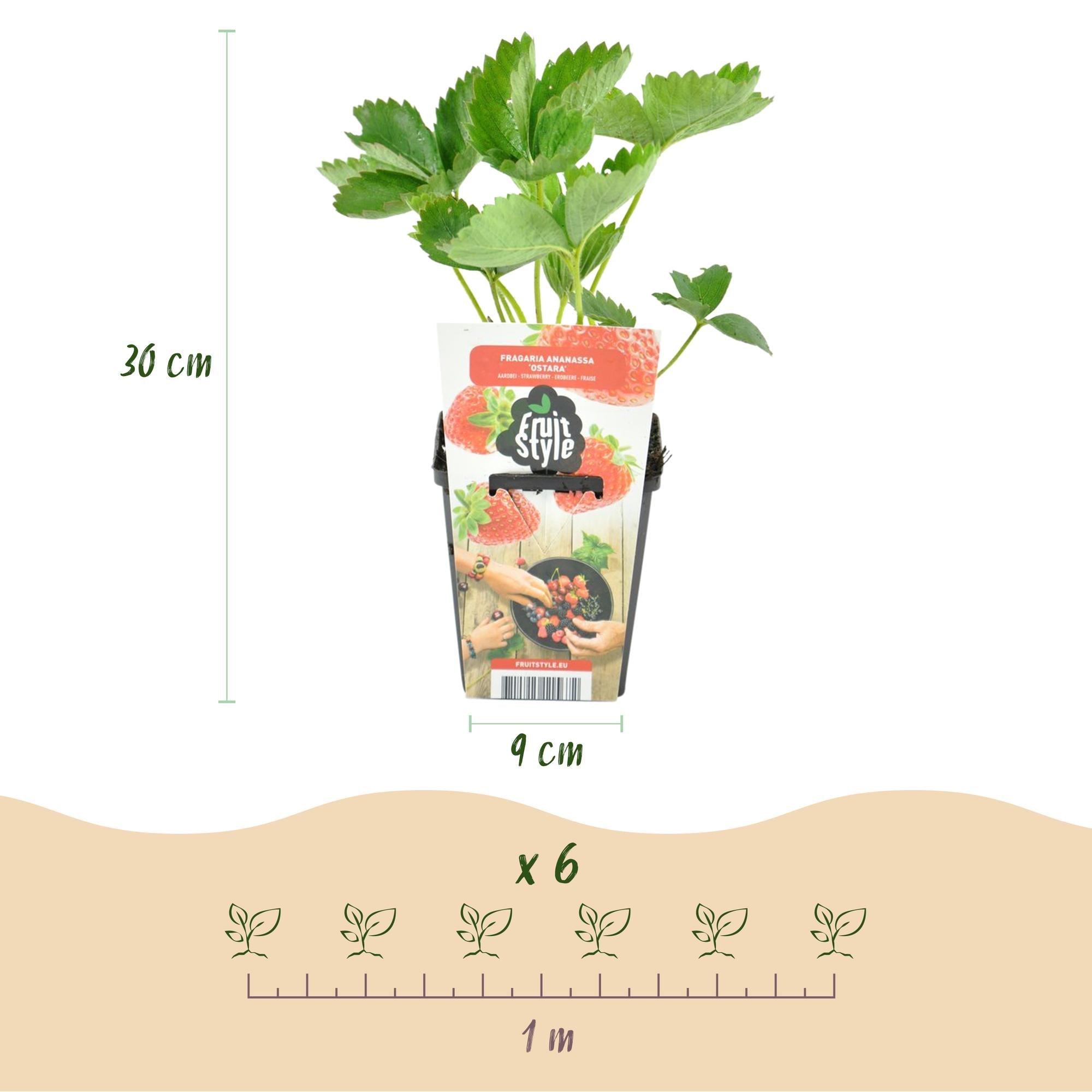 Erdbeere Fragaria Elvira winterhart 3 Pflanzen Höhe 30cm Ø9cm – Rote Erdbeere für Beet Balkon & Topf – Pflegeleichte Obstpflanze mit hohem Ertrag