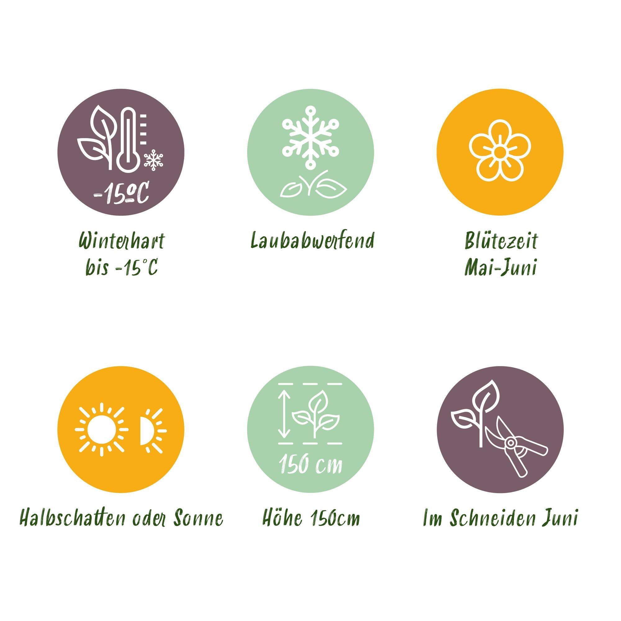 Blutjohannisbeere Ribes sanguineum 'Kind Edward' – Rosa Blüte – Bienenfreundlich – Frühjahrsblüher – Pflegeleicht – Ø17 cm – Höhe ca. 45 cm