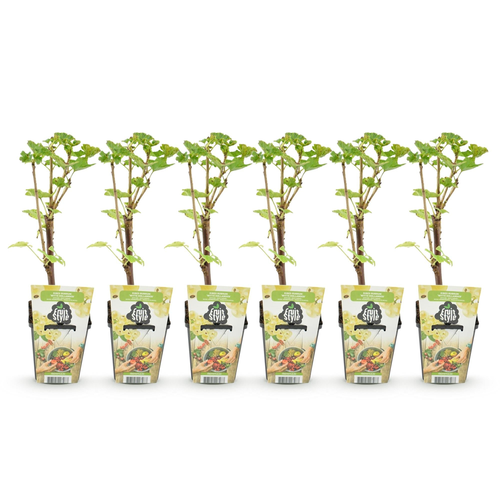 Weiße Johannisbeerpflanzen Ribes rubrum Witte Hollander winterhart 6 Pflanzen Ø9cm Höhe 30cm – Süße weiße Johannisbeeren für Garten & Balkon