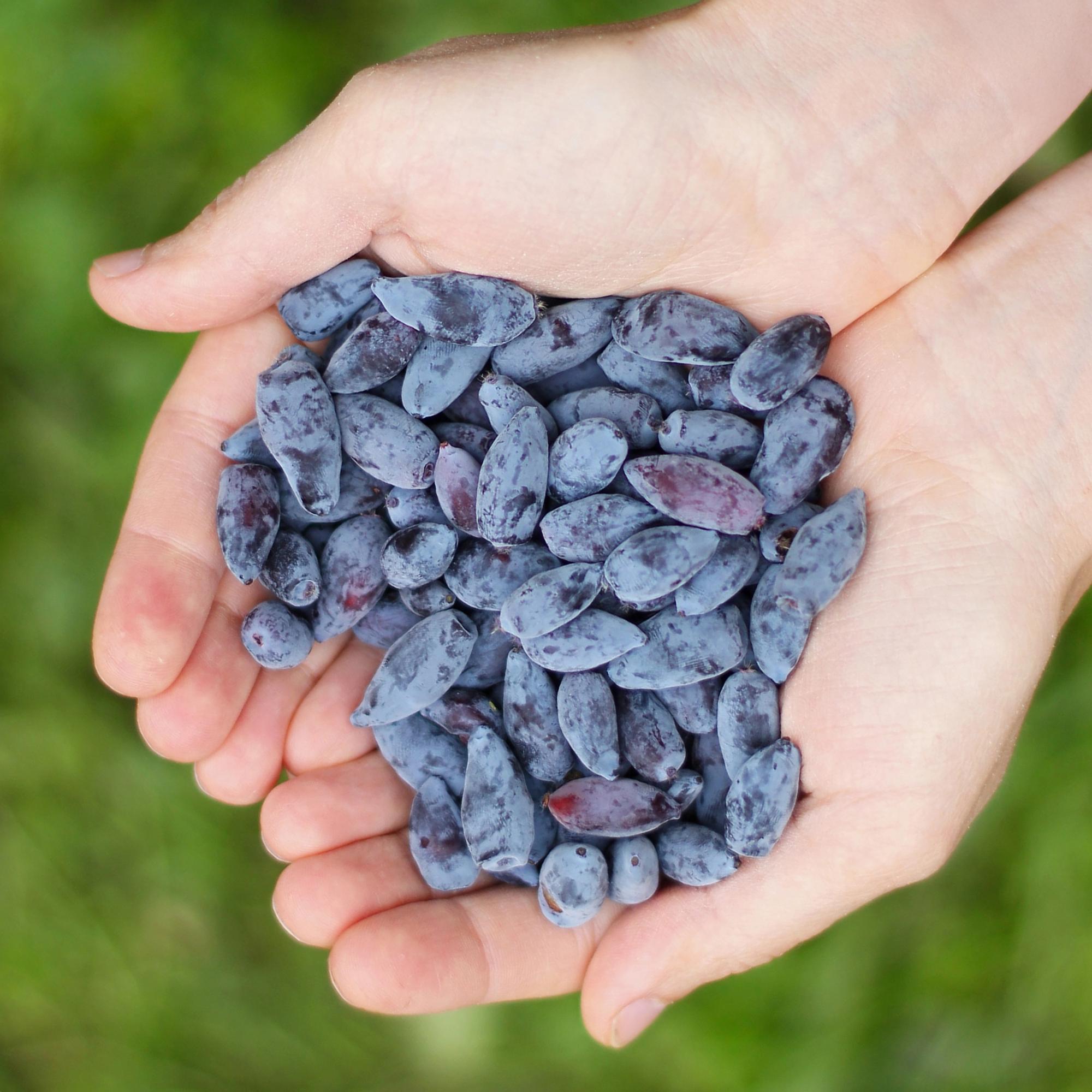 Honigbeere Lonicera caerulea Kamtschatica winterhart 3 Pflanzen Ø9cm – Blaue Beerenpflanze für Garten Beet Balkon & Terrasse