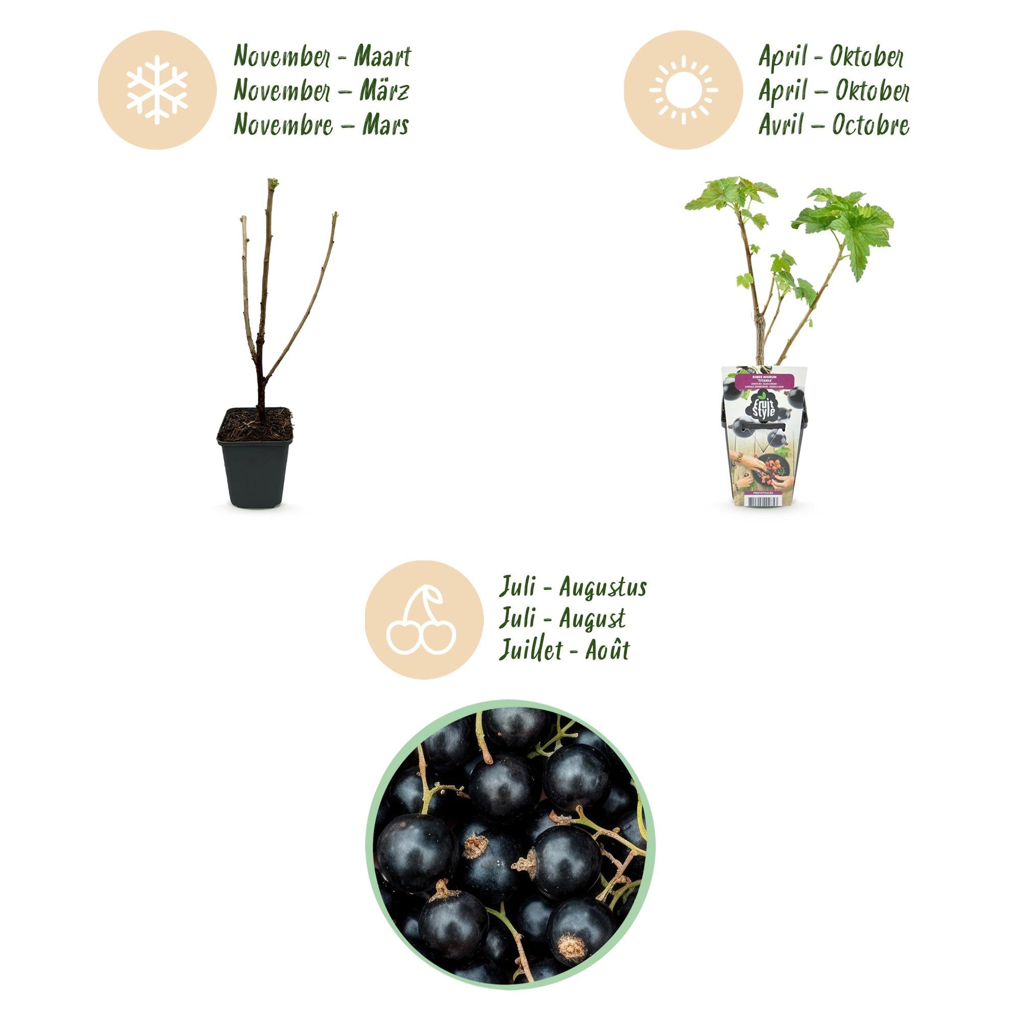 Schwarze Johannisbeere Ribes nigrum Titania winterhart 3 Pflanzen Ø9cm Höhe 30cm – Aromatische Johannisbeerpflanze für Garten Beet Balkon & Terrasse