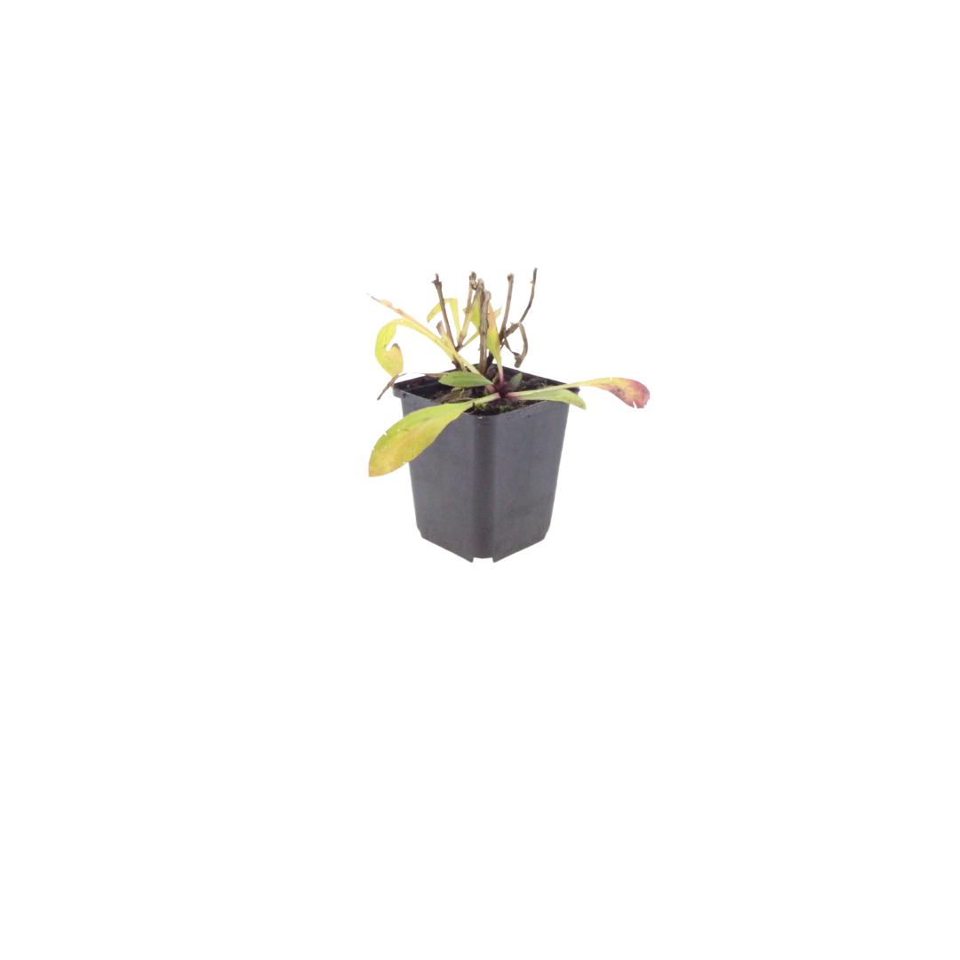 Helenium Moerheim Beauty – 60 Pflanzen – Ø9cm – Höhe 10-25cm – Sonnenbraut Staude – Gelb Orange Sommerblüher – Winterhart für Beet, Präriegarten & Flächenpflanzung