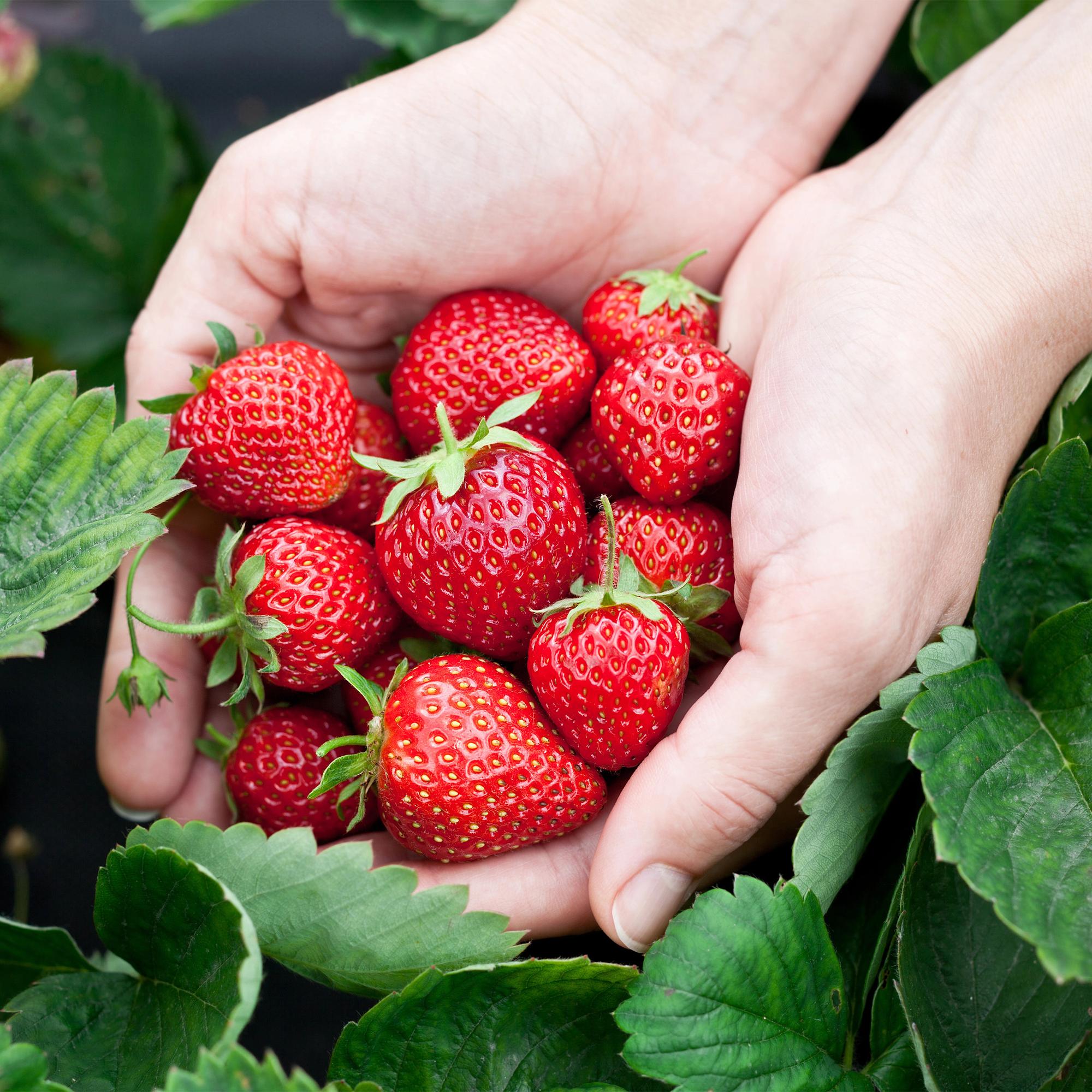 Erdbeerpflanzen Fragaria Elsanta winterhart 6 Pflanzen Höhe 30cm Ø9cm – Rote Erdbeere für Beet Balkon & Topf – Ertragreiche Obstpflanze mit süßen Früchten