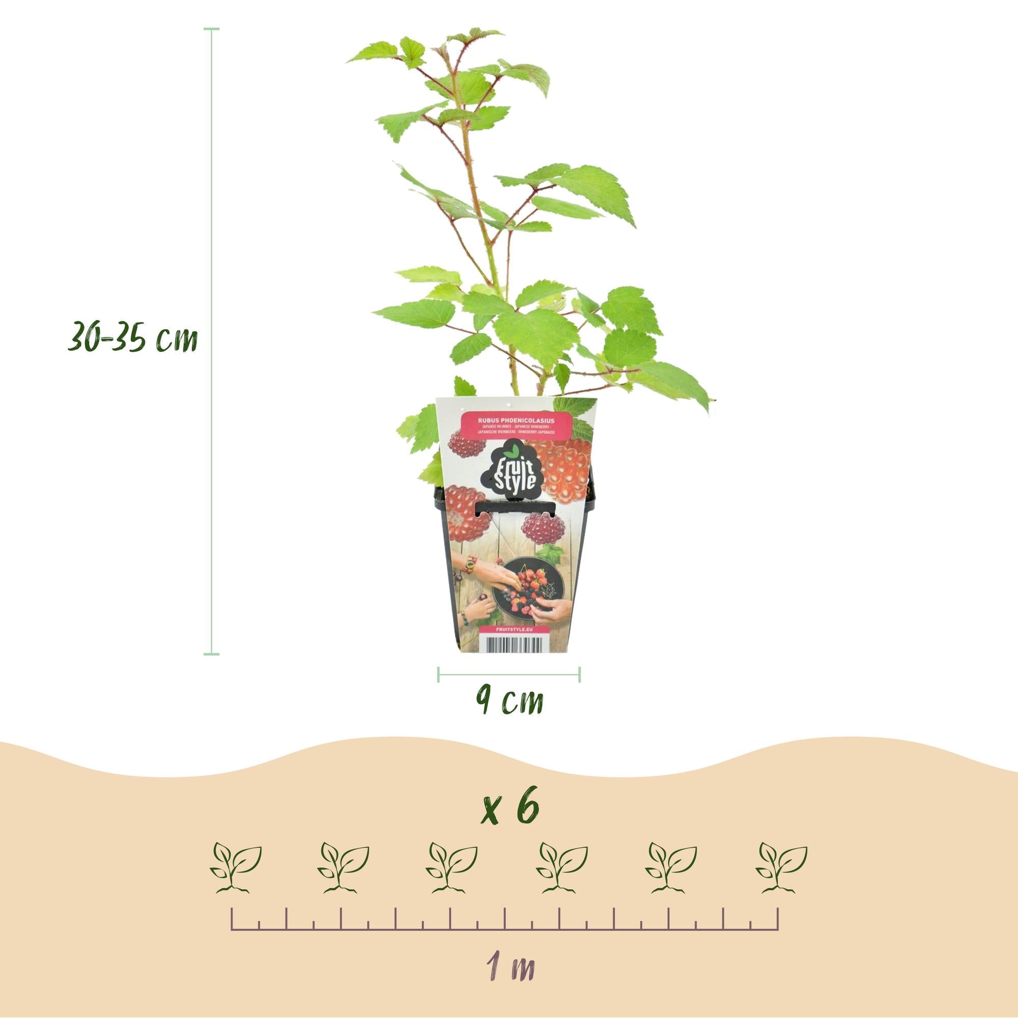 Japanische Weinbeere Rubus phoenicolasius winterhart 6 Pflanzen Höhe 30cm Ø9cm – Rote Beeren – Exotische Obstpflanze für Garten Beet Balkon & Terrasse