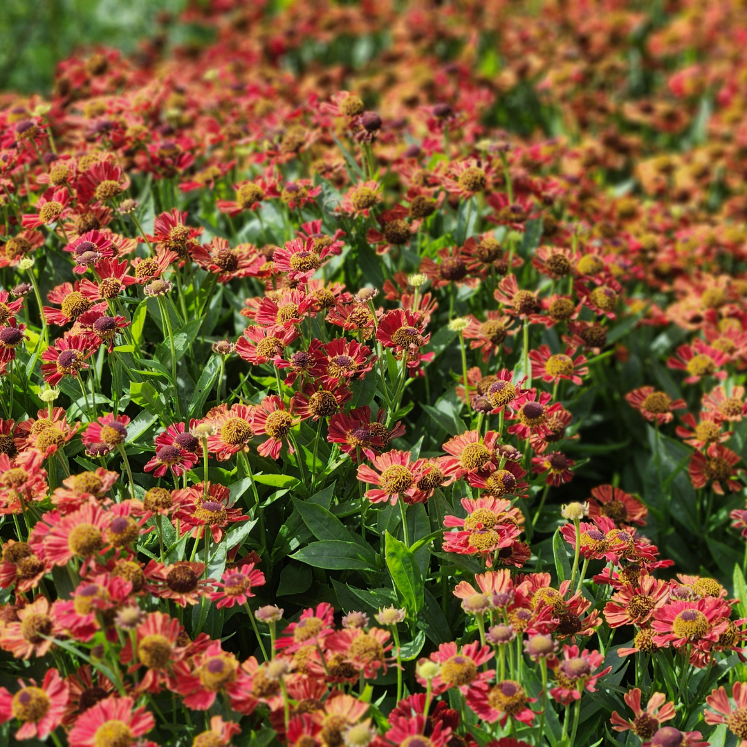 Helenium Moerheim Beauty – 60 Pflanzen – Ø9cm – Höhe 10-25cm – Sonnenbraut Staude – Gelb Orange Sommerblüher – Winterhart für Beet, Präriegarten & Flächenpflanzung