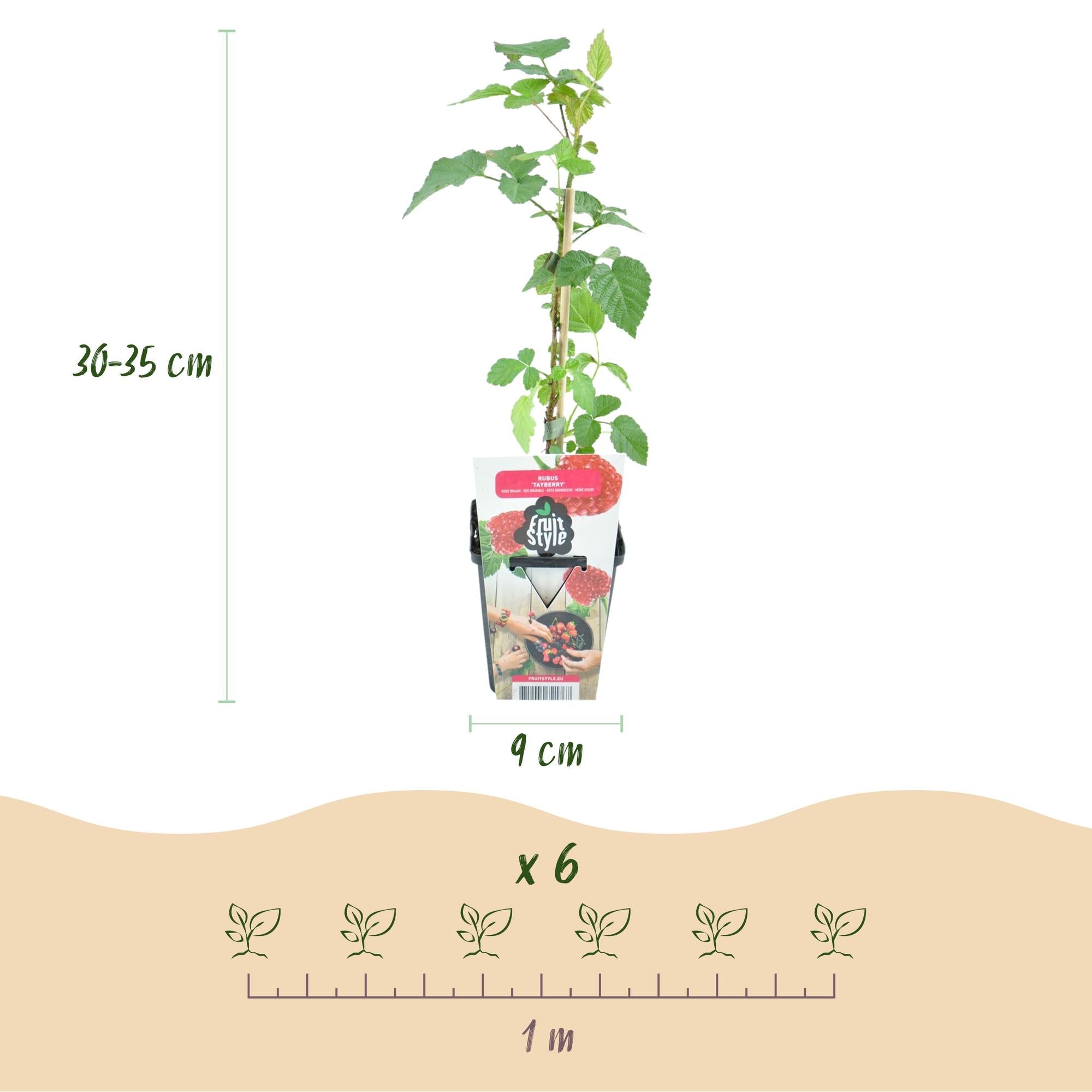 Taybeere Rubus Tayberry winterhart 6 Pflanzen Ø9cm Höhe 30cm – Kreuzung aus Himbeere & Brombeere – Ertragreiche Obstpflanze für Garten & Balkon