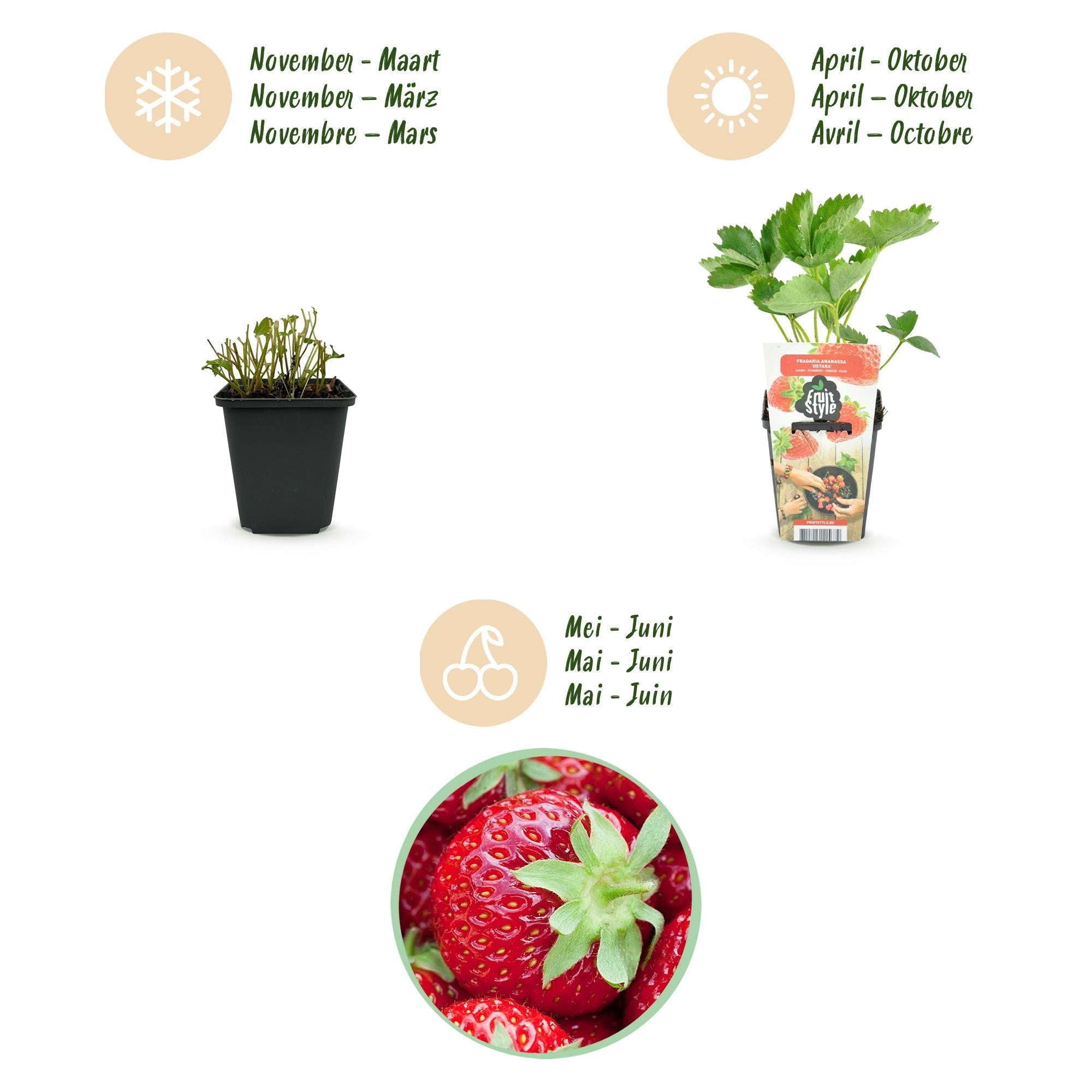 Erdbeere Fragaria Elvira winterhart 3 Pflanzen Höhe 30cm Ø9cm – Rote Erdbeere für Beet Balkon & Topf – Pflegeleichte Obstpflanze mit hohem Ertrag