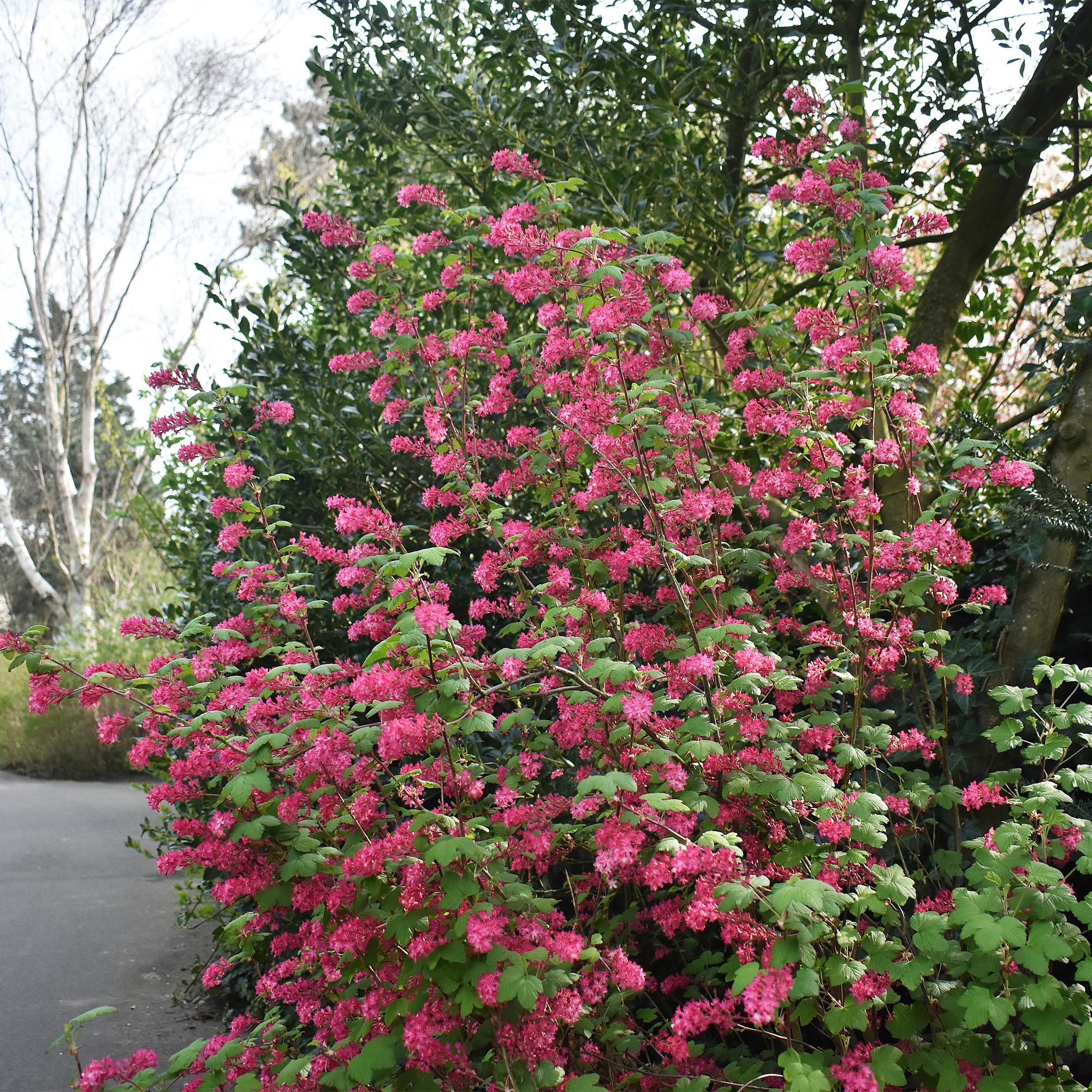 Blutjohannisbeere Ribes sanguineum 'Kind Edward' – Rosa Blüte – Bienenfreundlich – Frühjahrsblüher – Pflegeleicht – Ø17 cm – Höhe ca. 45 cm