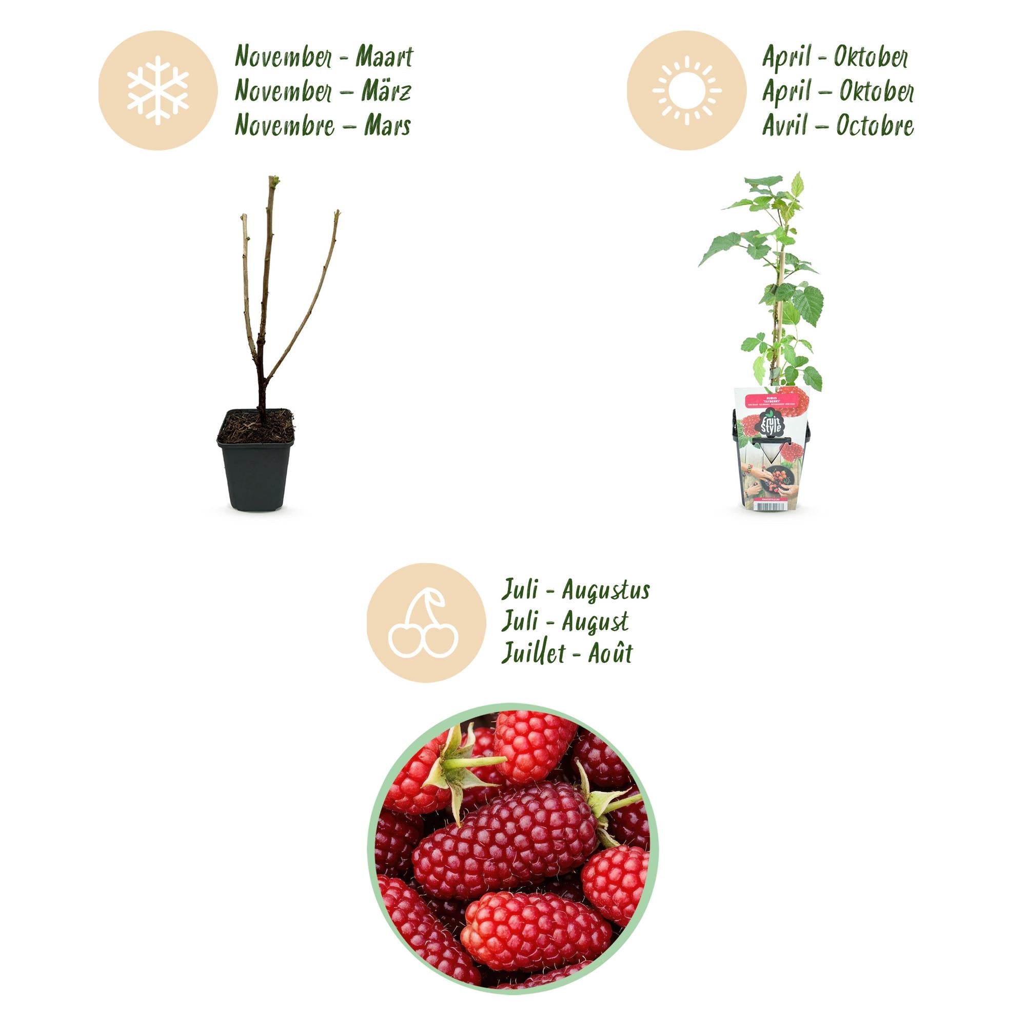 Taybeere Rubus Tayberry winterhart 6 Pflanzen Ø9cm Höhe 30cm – Kreuzung aus Himbeere & Brombeere – Ertragreiche Obstpflanze für Garten & Balkon
