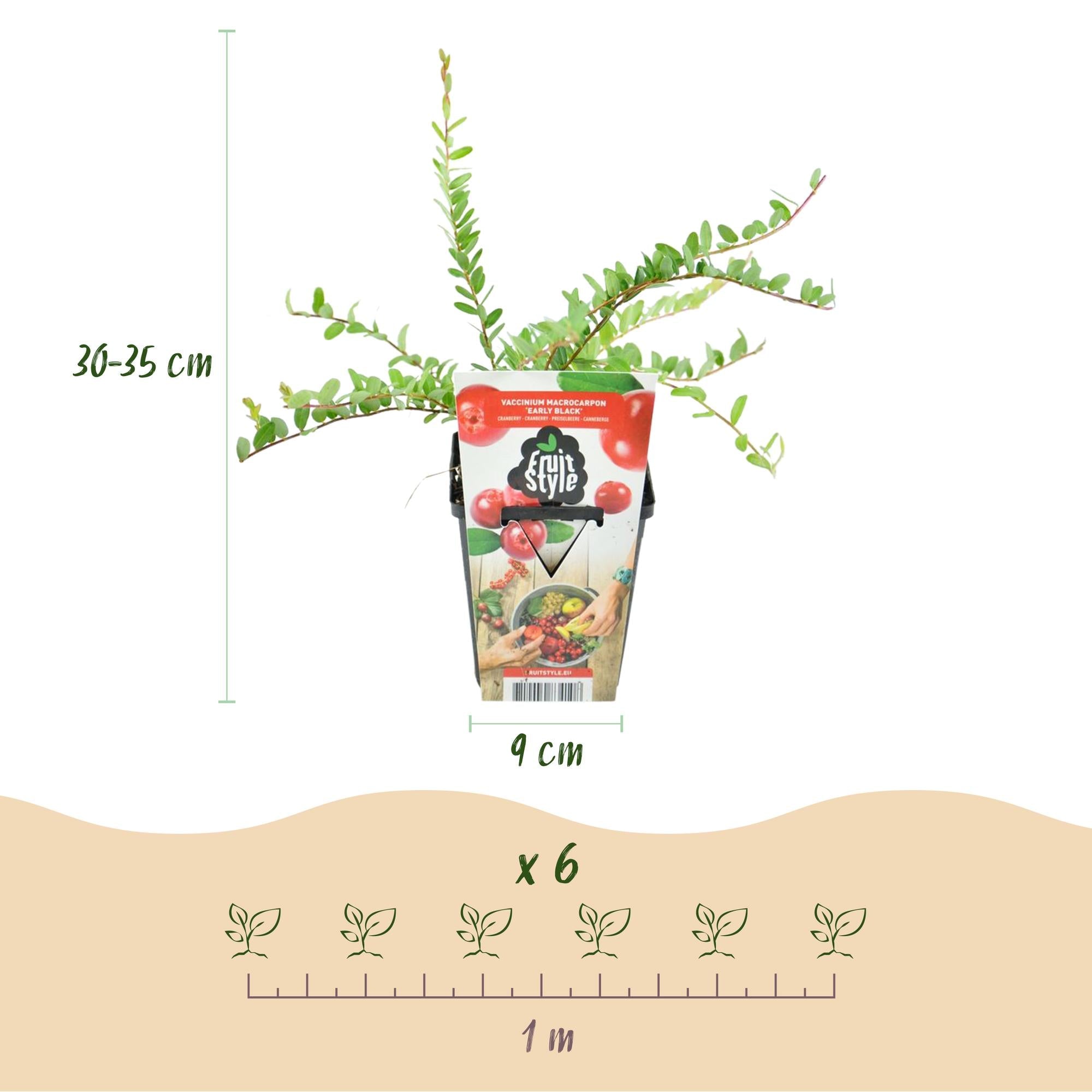 Blaubeerpflanzen Vaccinium macrophylla Early Black winterhart 6 Pflanzen Höhe 35cm Ø9cm – Dunkelrote Beeren – Pflegeleichte Obstpflanze für Garten Balkon & Terrasse