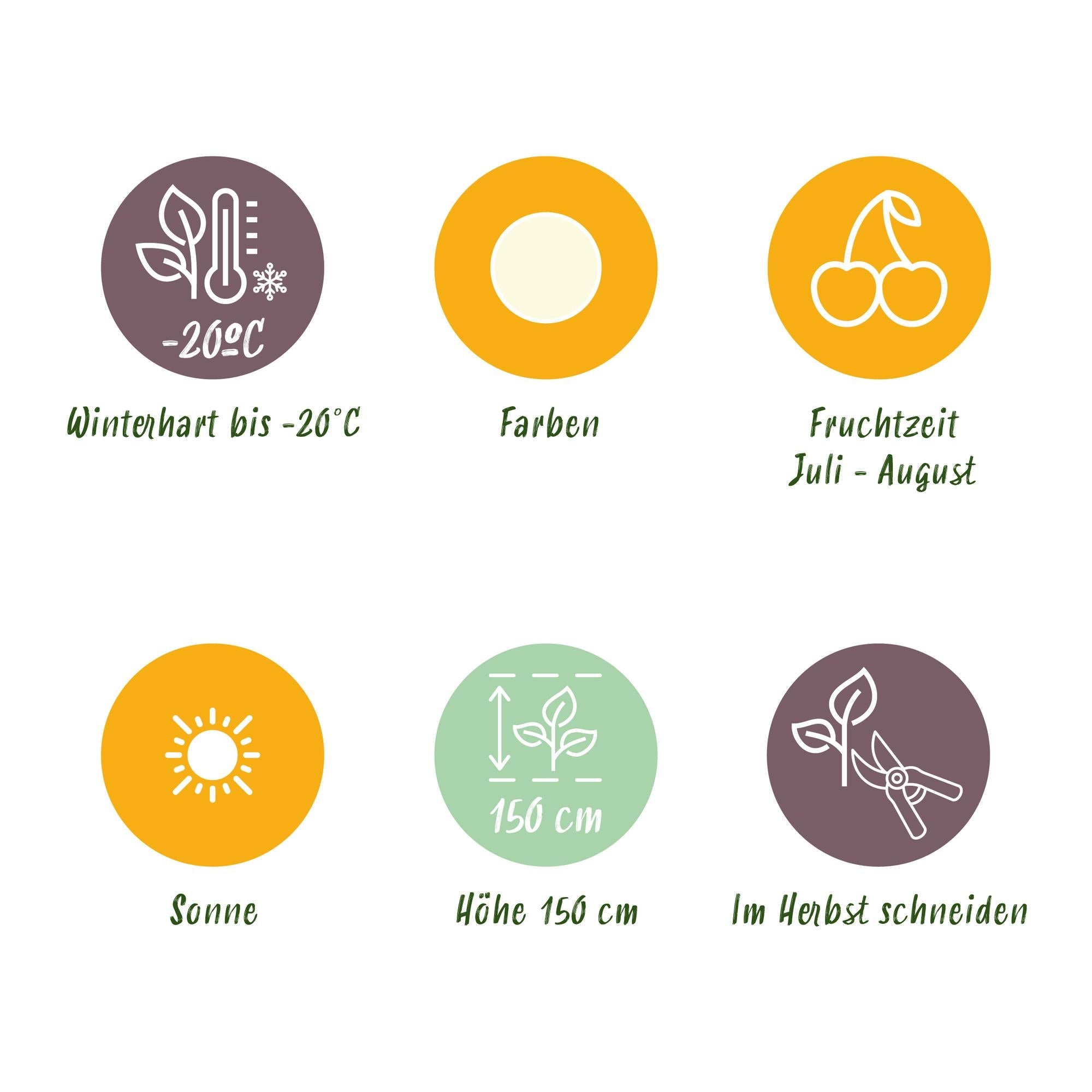 Weiße Johannisbeerpflanzen Ribes rubrum Witte Hollander winterhart 6 Pflanzen Ø9cm Höhe 30cm – Süße weiße Johannisbeeren für Garten & Balkon