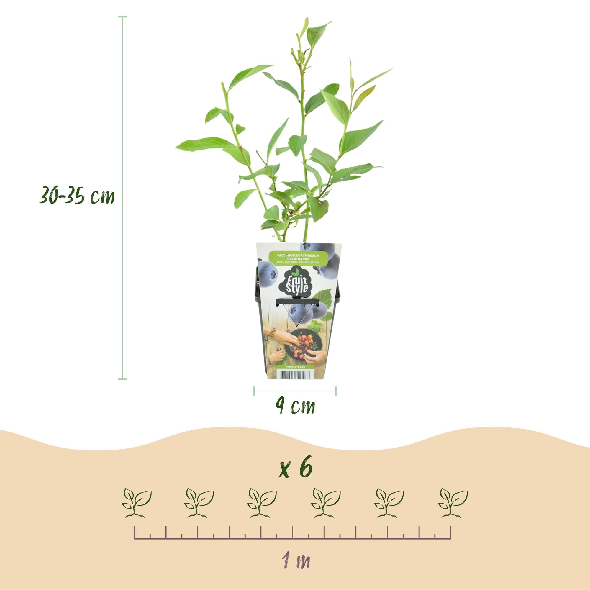 Blaubeere Vaccinium corymbosum Goldtraube winterhart 3 Pflanzen Ø9cm Höhe 30cm – Aromatische Heidelbeere für Garten Balkon & Terrasse