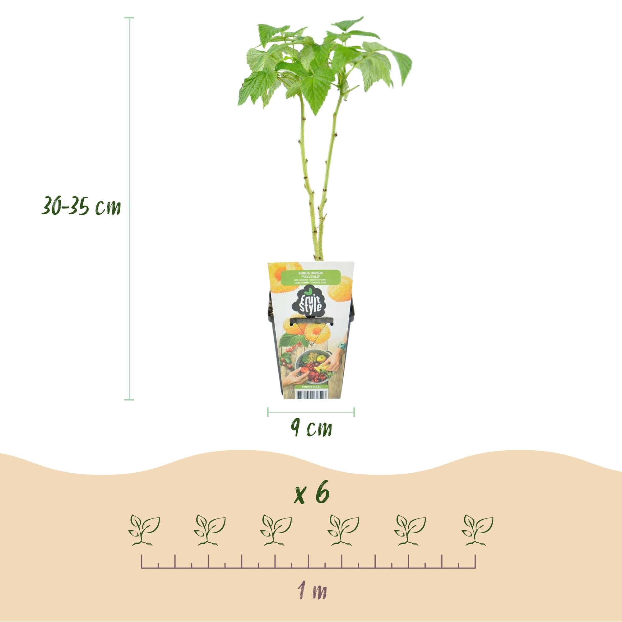 Himbeere Rubus idaeus Fallgold winterhart 3 Pflanzen Ø9cm Höhe 30cm – Gelbe Himbeere für Garten Beet Balkon & Terrasse – Süß & aromatisch